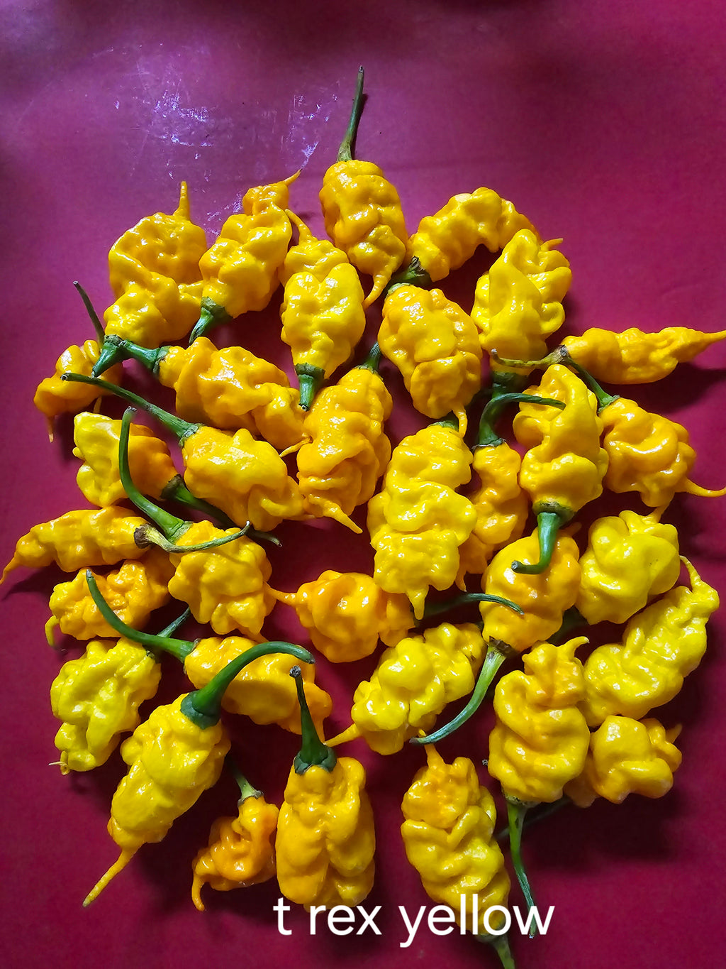 Yellow t rex. 10 seeds