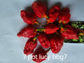 7 pot lucy bbg7. 12 seeds non isolated