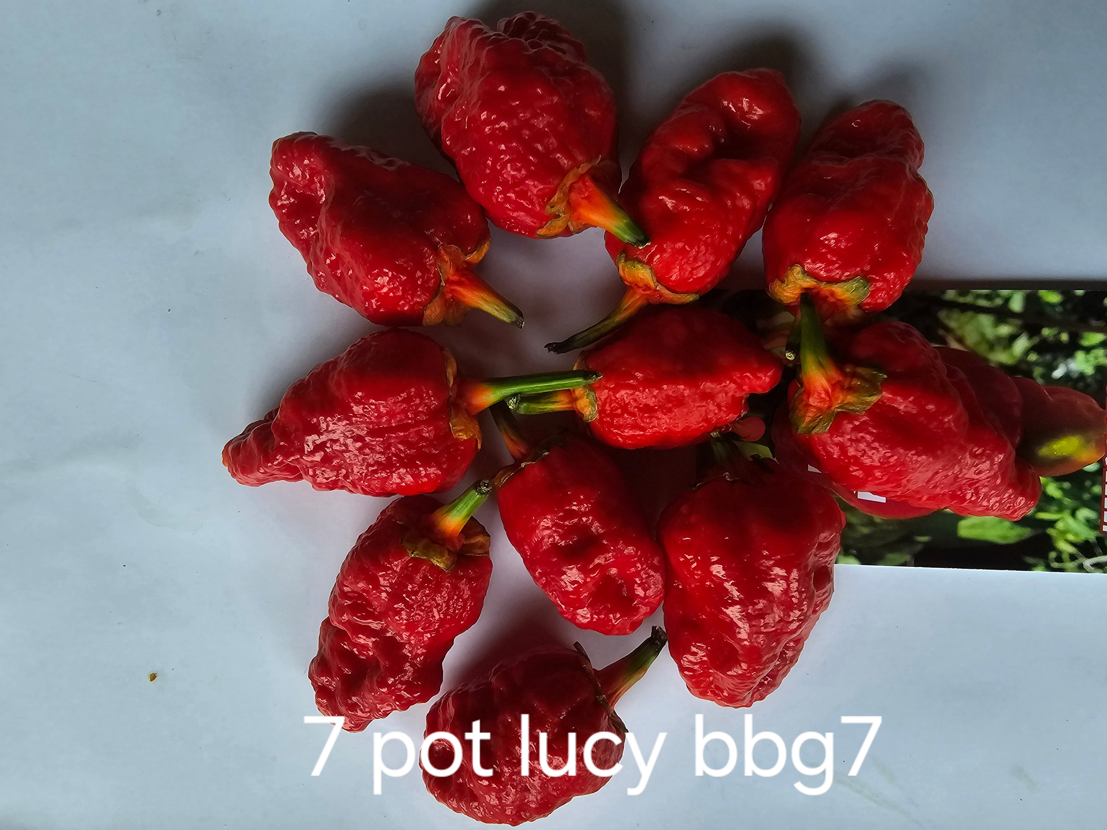 7 pot lucy bbg7. 10 seeds
