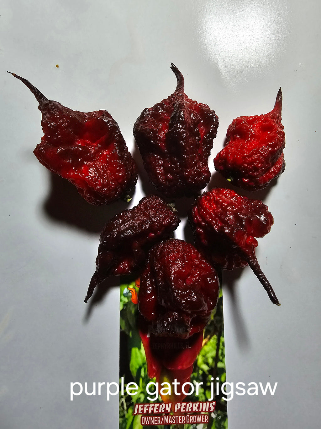 Purple gator jigsaw  10 seeds