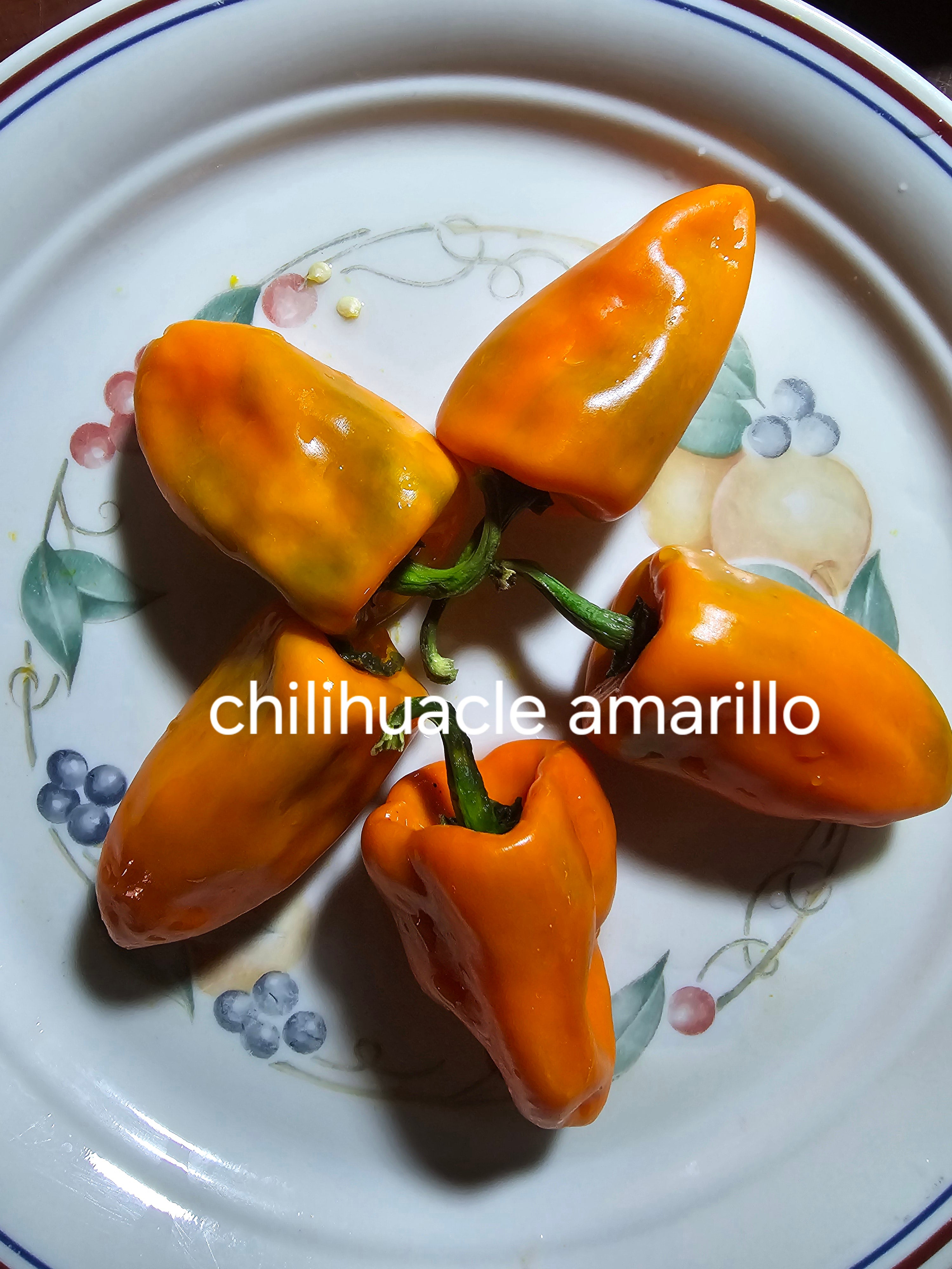 Chilihuacle amarillo 10 seeds