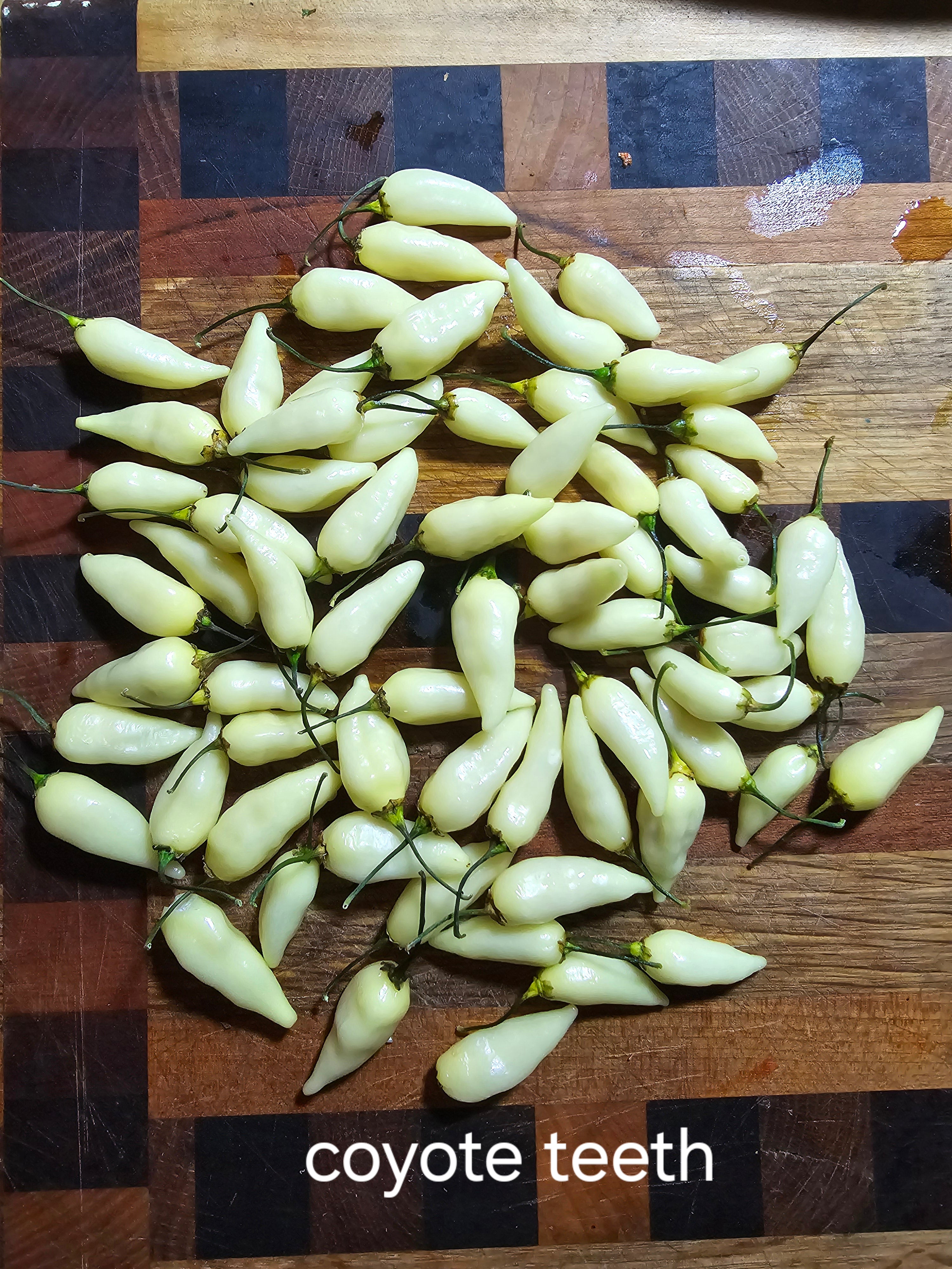 Coyote teeth. 10 seeds