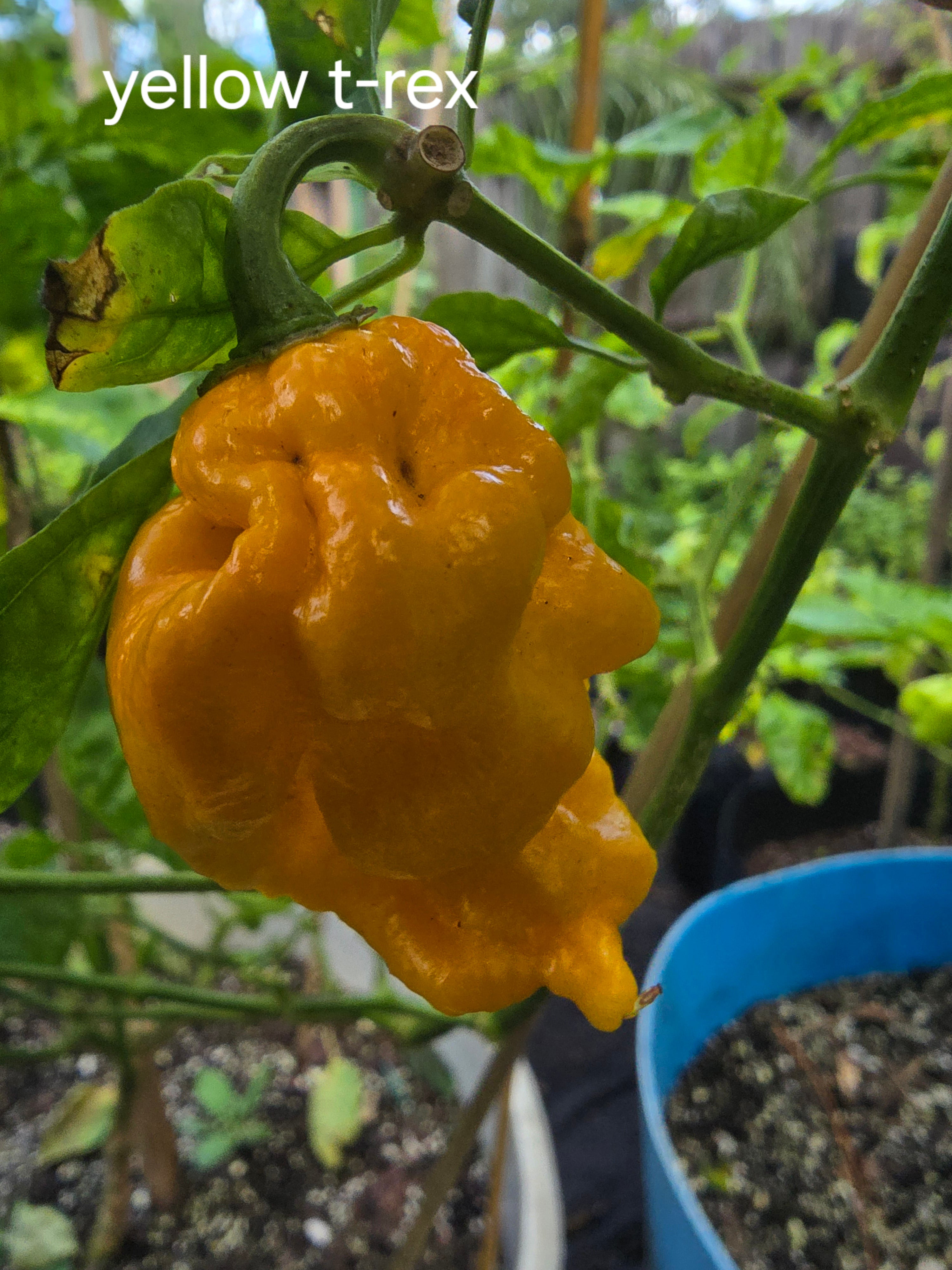 Yellow t rex. 10 seeds