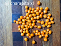 Aji charapita xl. 12 seeds non isolated