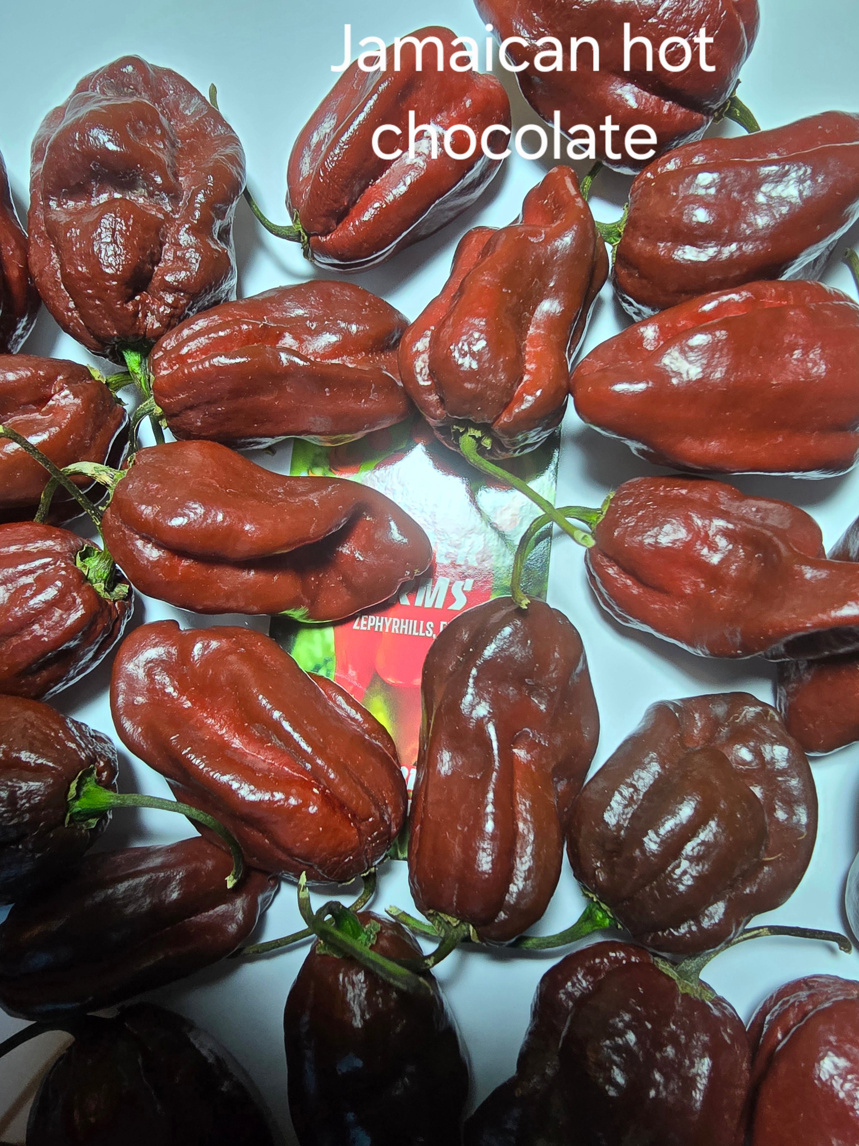 Jamaican hot chocolate  10 seeds