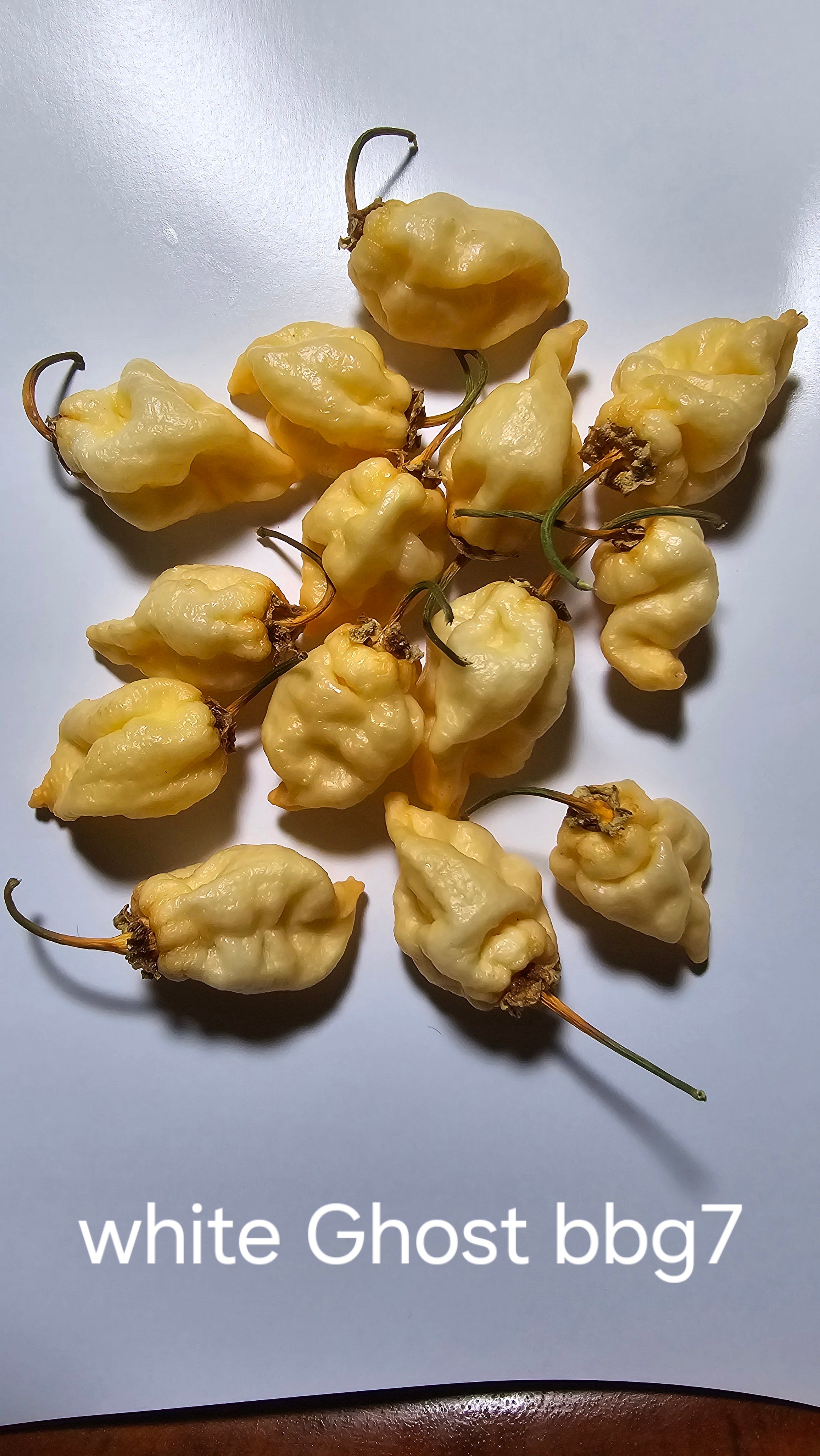 White Ghost bbg7. 10 seeds