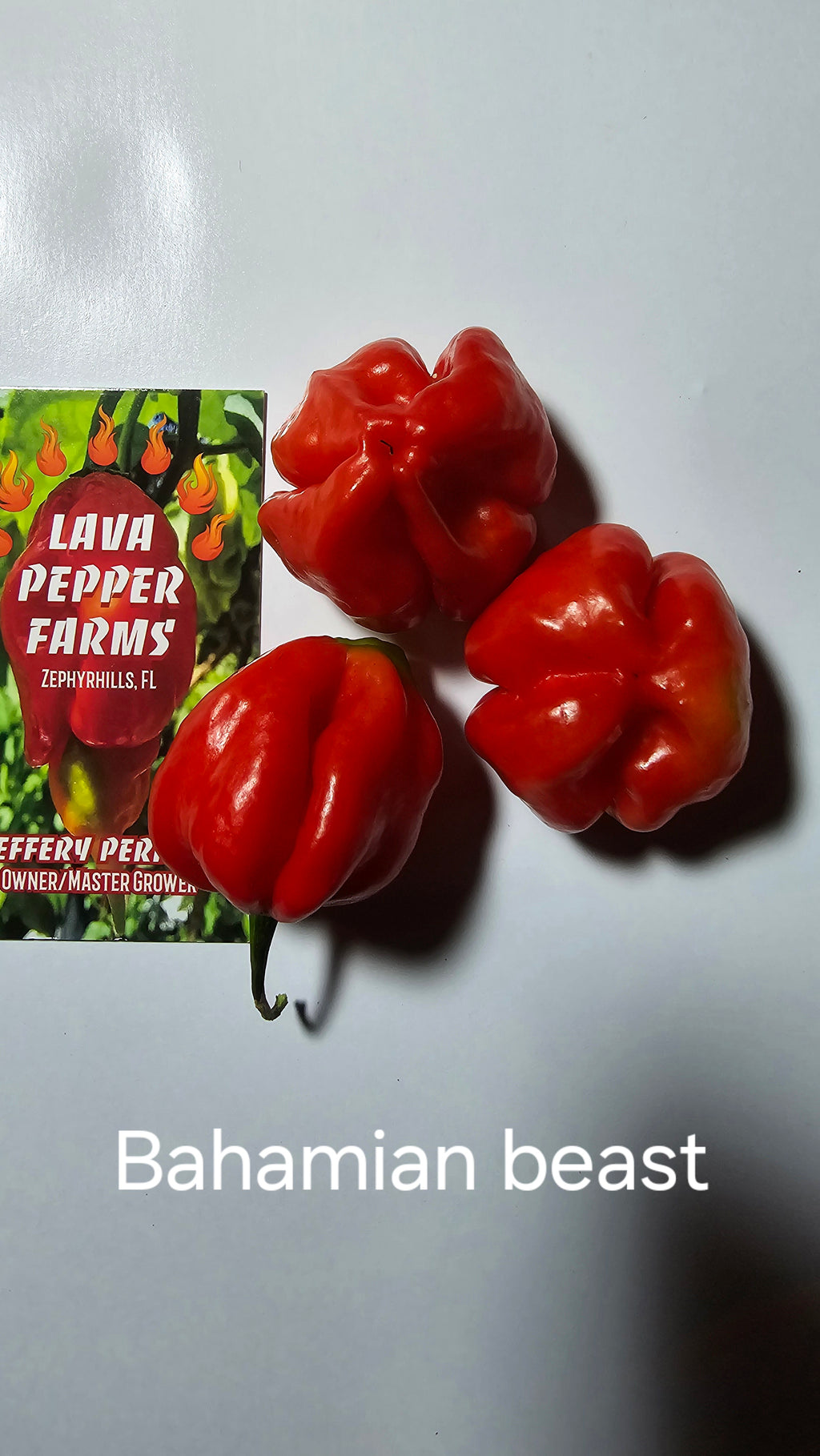 Bahamian beast. 10 seeds