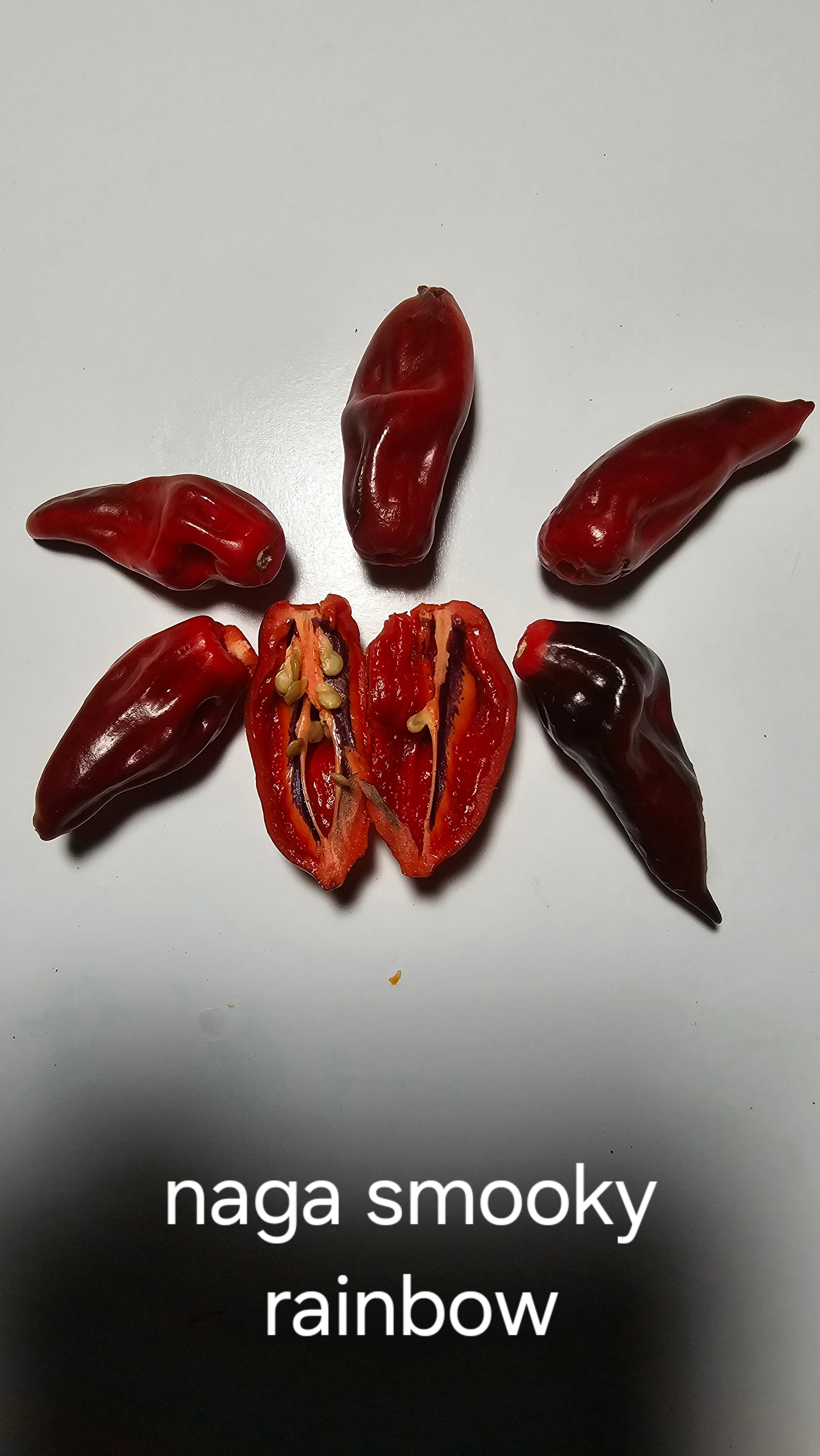 Naga smooky rainbow. 10 seeds