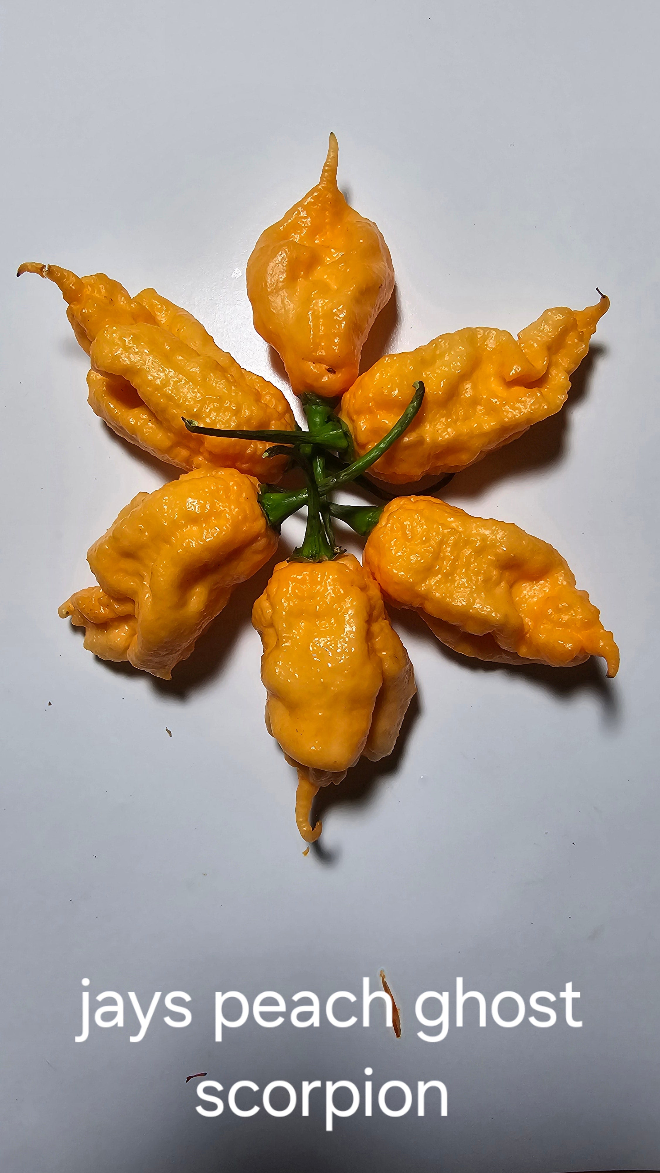 Jays peach ghost scorpion   10 seeds