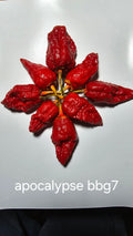 Apocalypse bbg7.   12 seeds non isolated