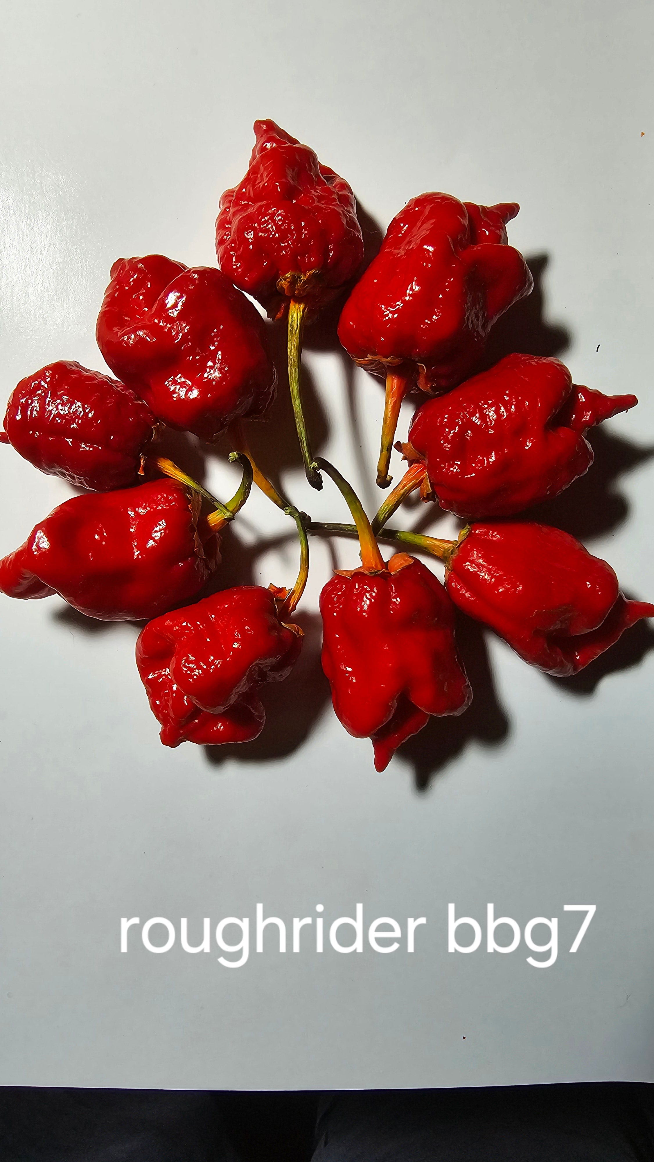 Roughrider bbg7. 10 seeds