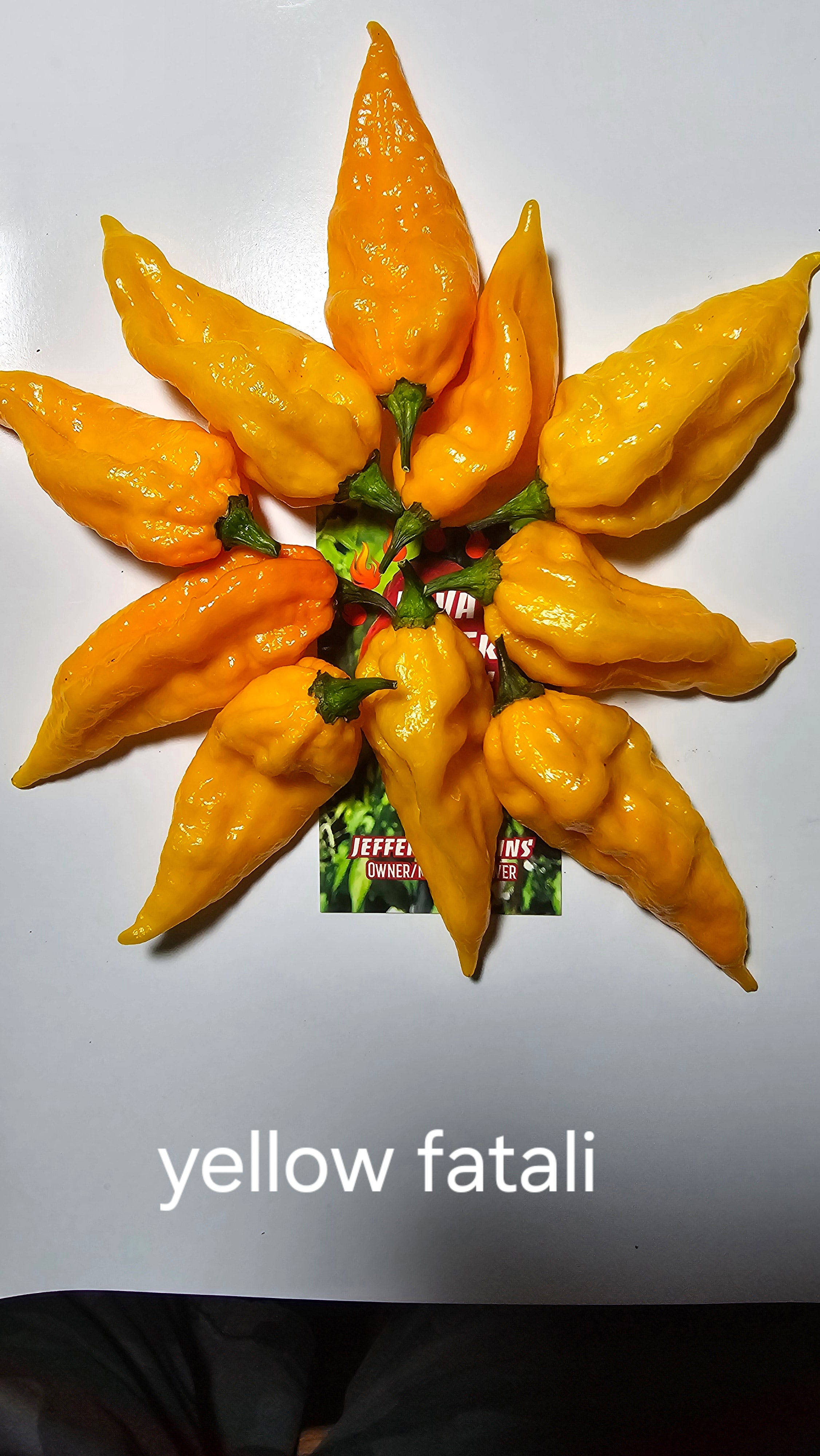 Yellow fatali. 10 seeds