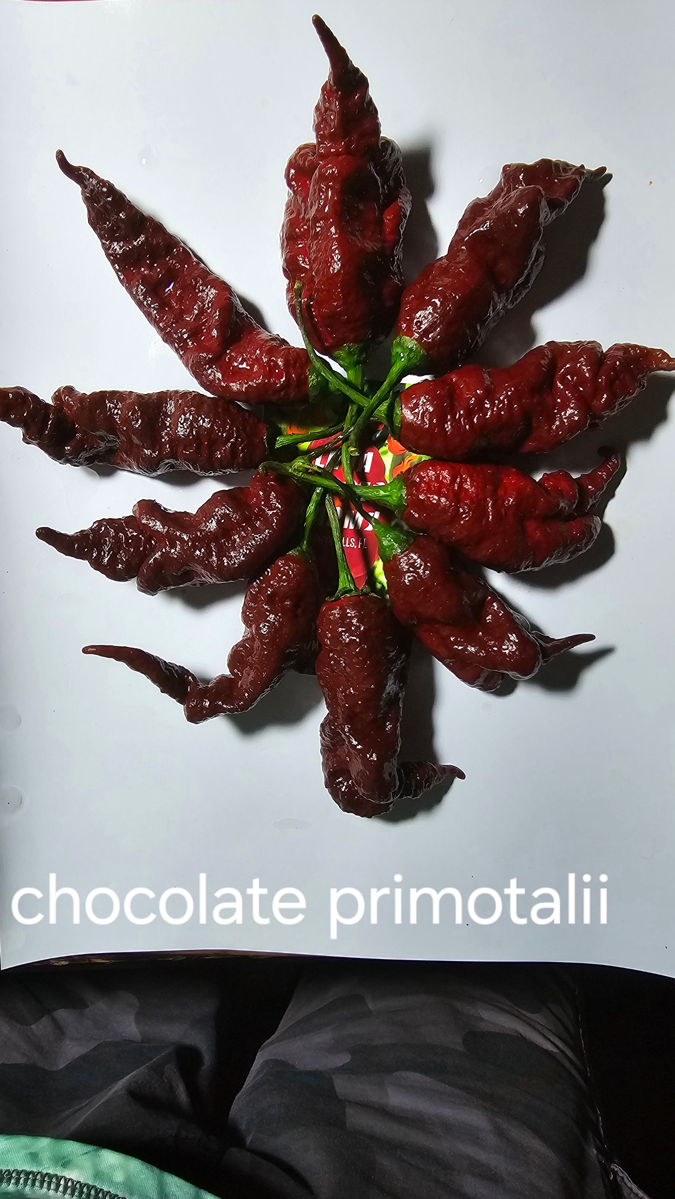 Chocolate primotalii  10 seeds