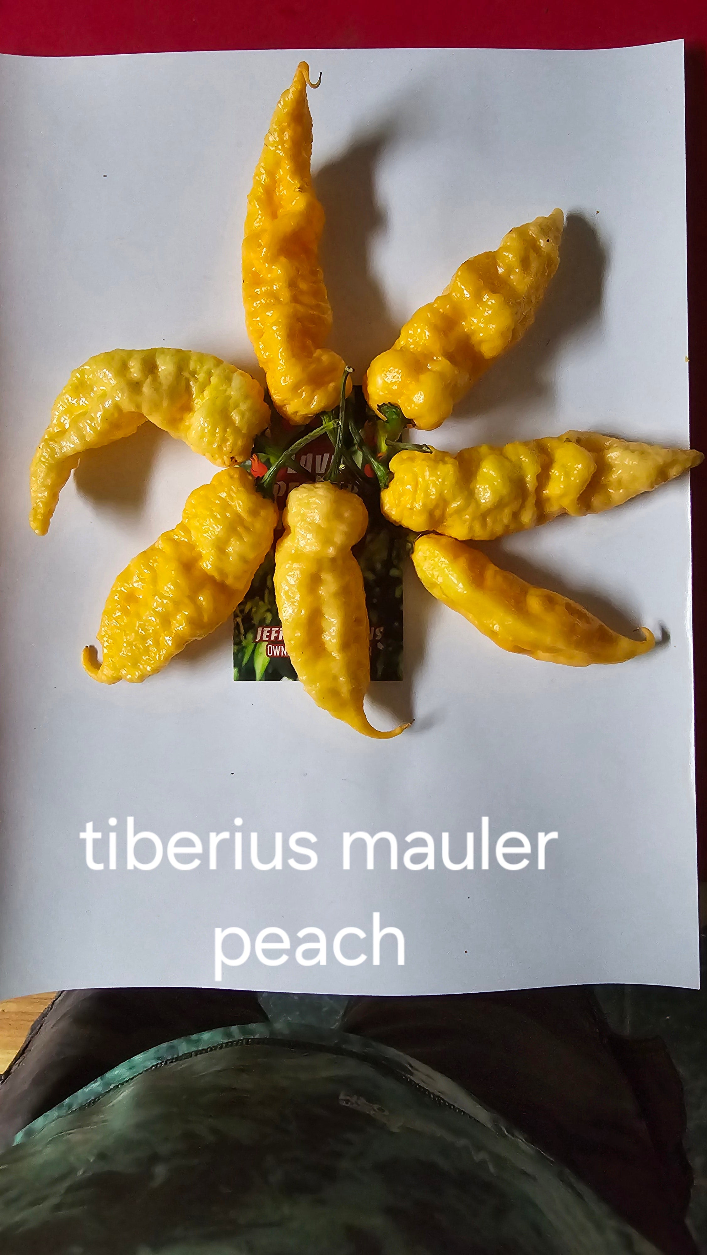 Tiberius mauler peach  10 seeds