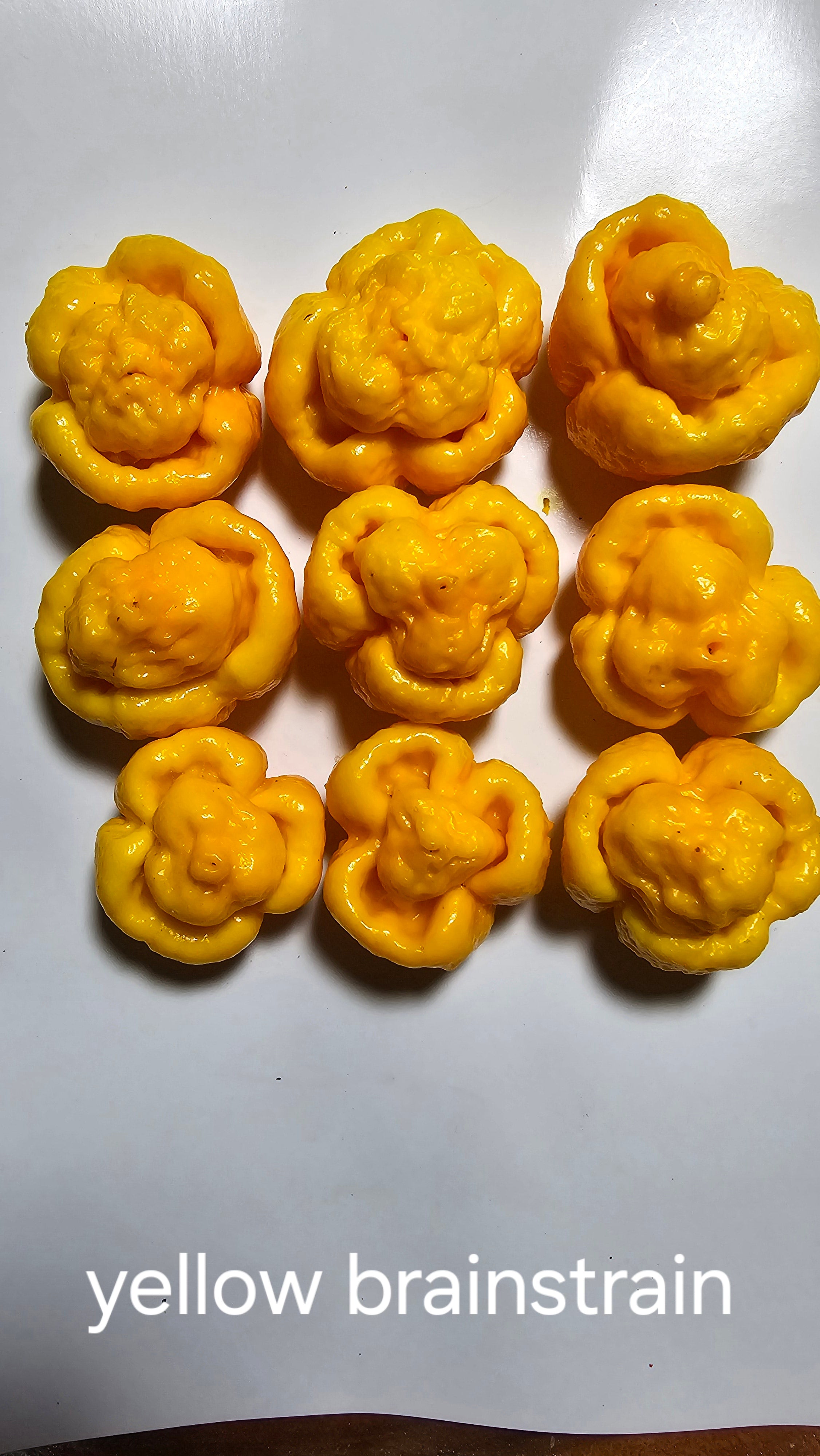 Yellow brainstrain. 10 seeds