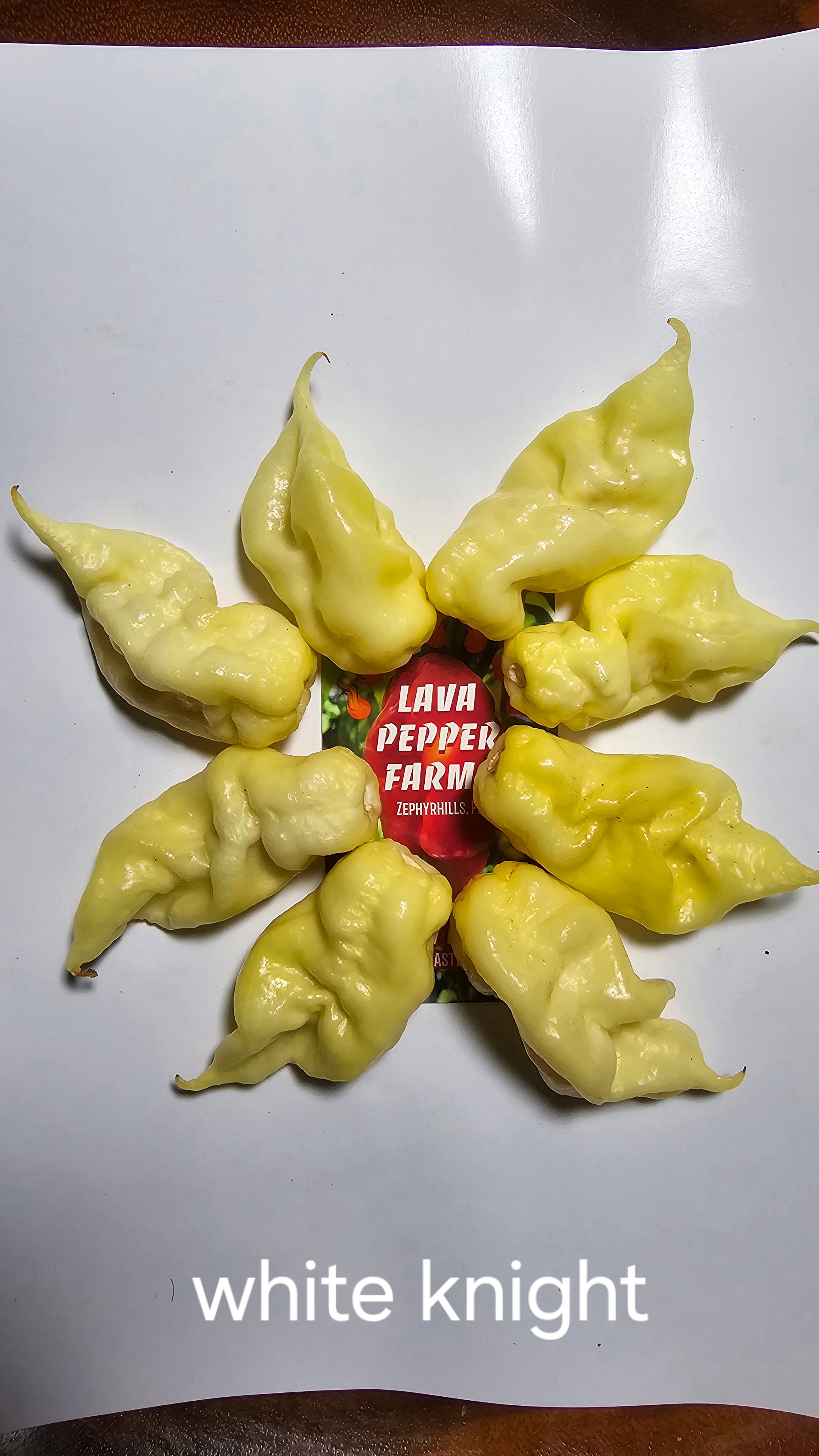 White knight  10 seeds