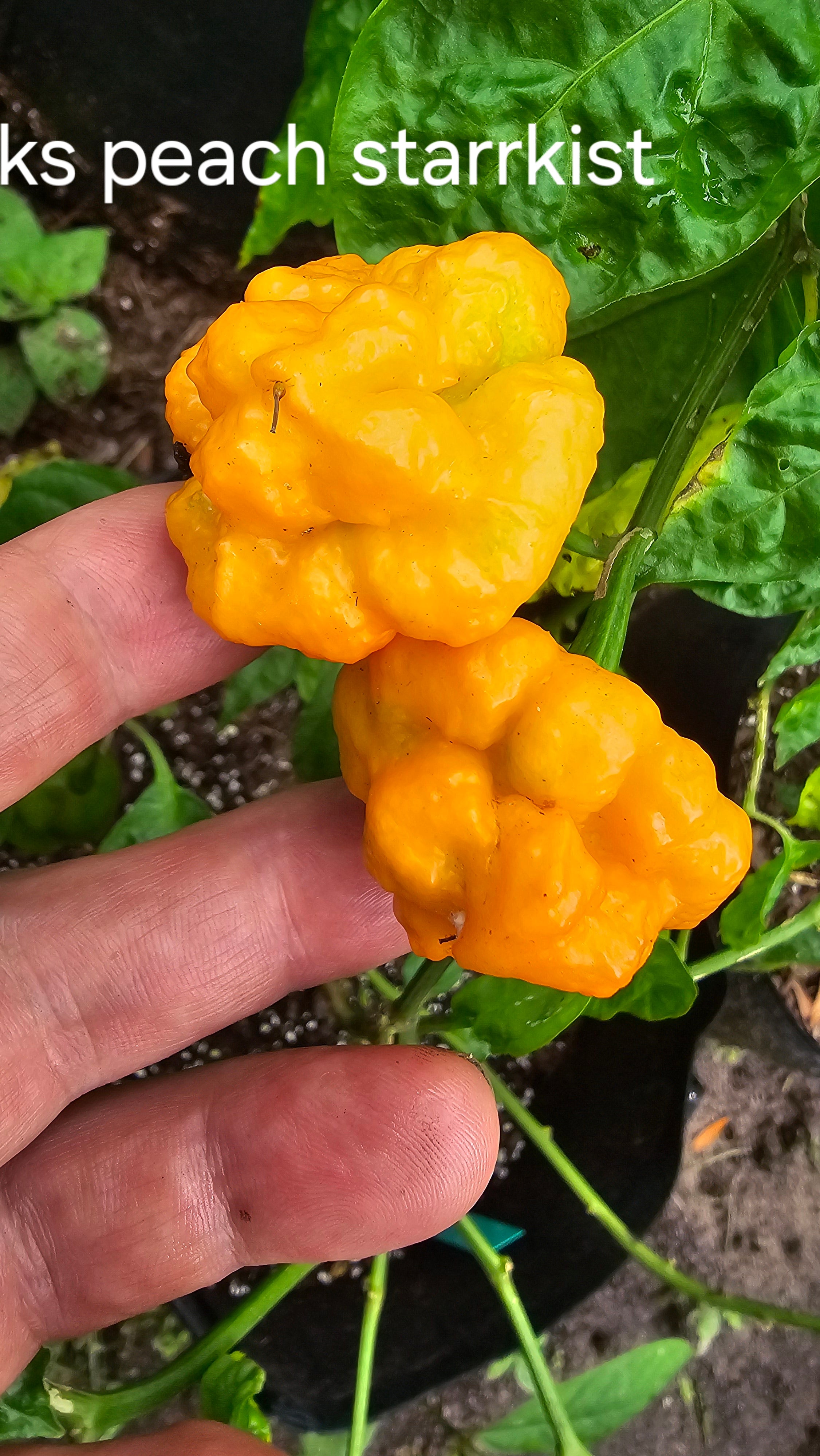 Ks peach starrkist. 10 seeds