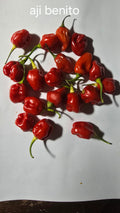 Aji benito  12 seeds non isolated