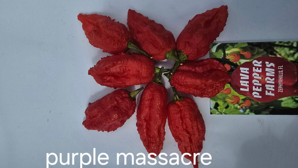 Purple massacre 10 seeds