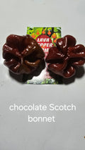 Chocolate Scotch bonnet. 12 seeds non isolated