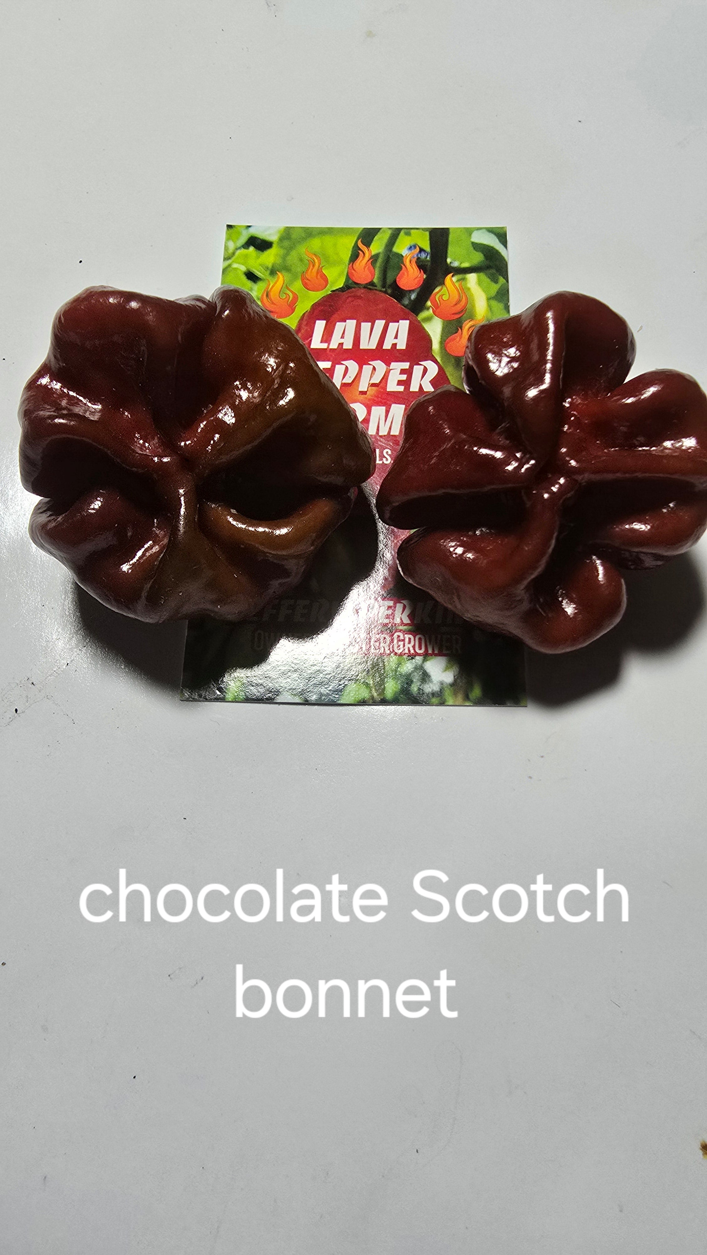 Chocolate Scotch bonnet. 10 seeds
