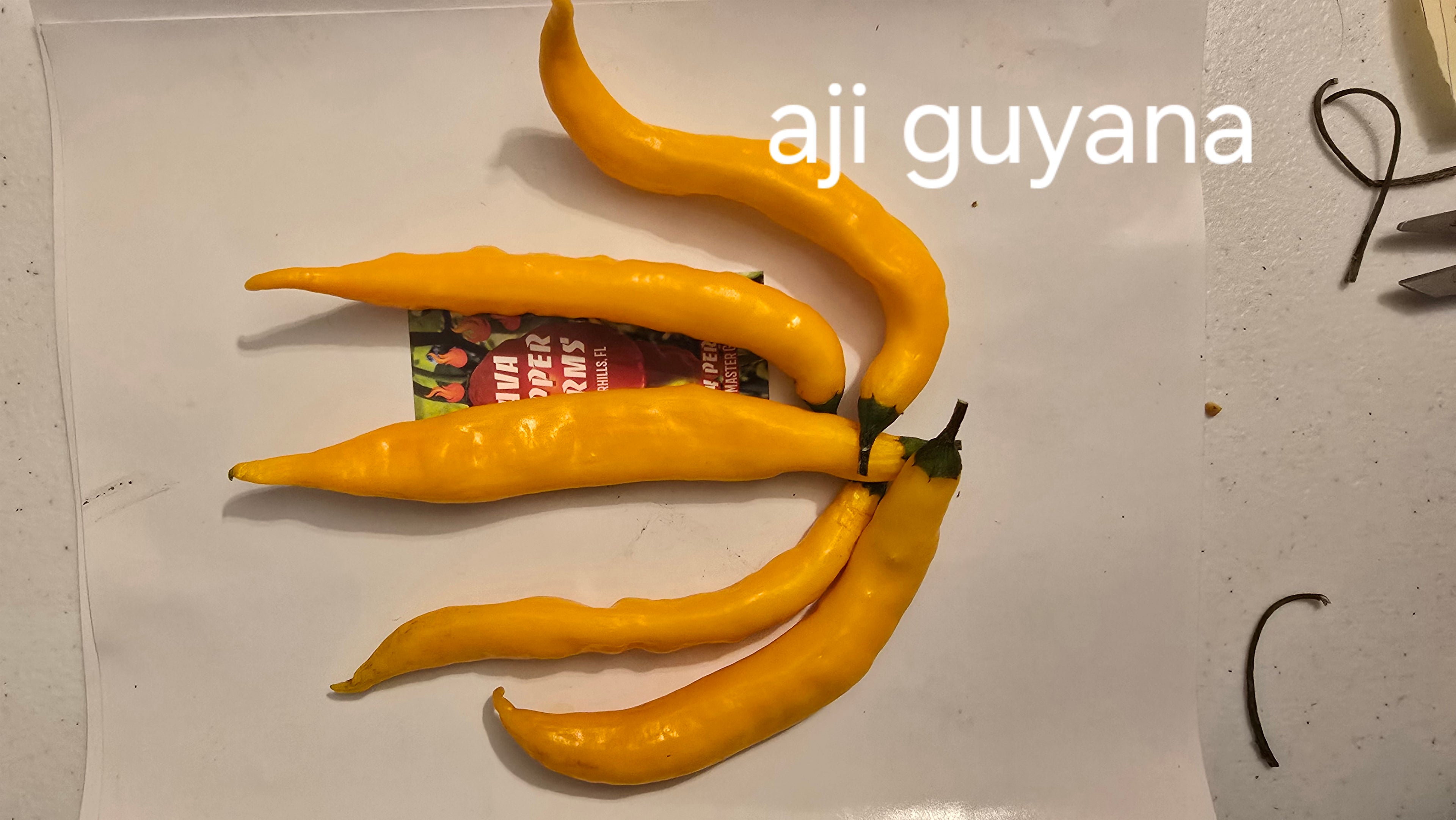 Aji Guyana  10 seeds