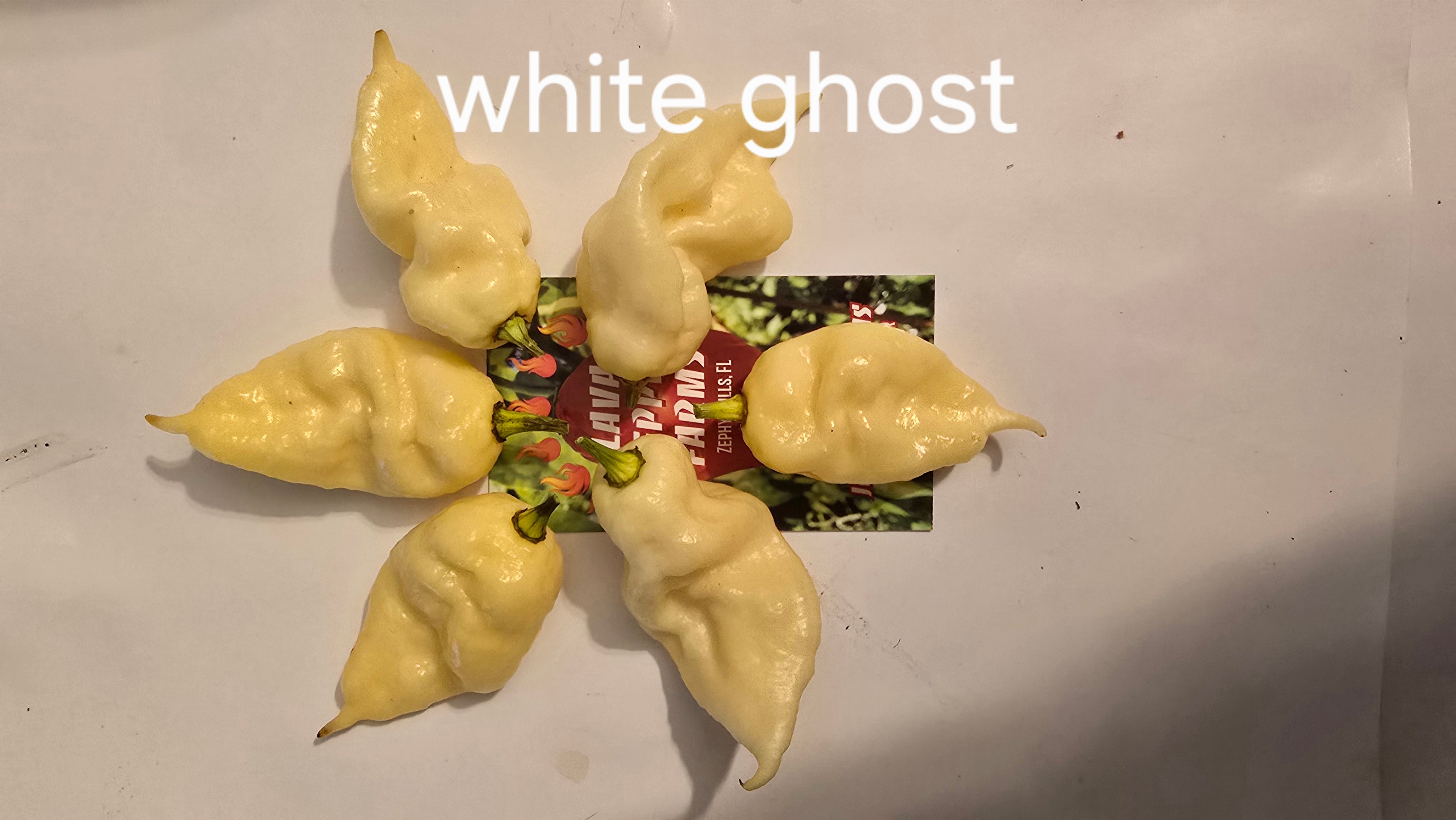 White ghost. 10 seeds