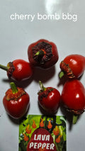 Cherry bomb bbg 12 seeds non isolated