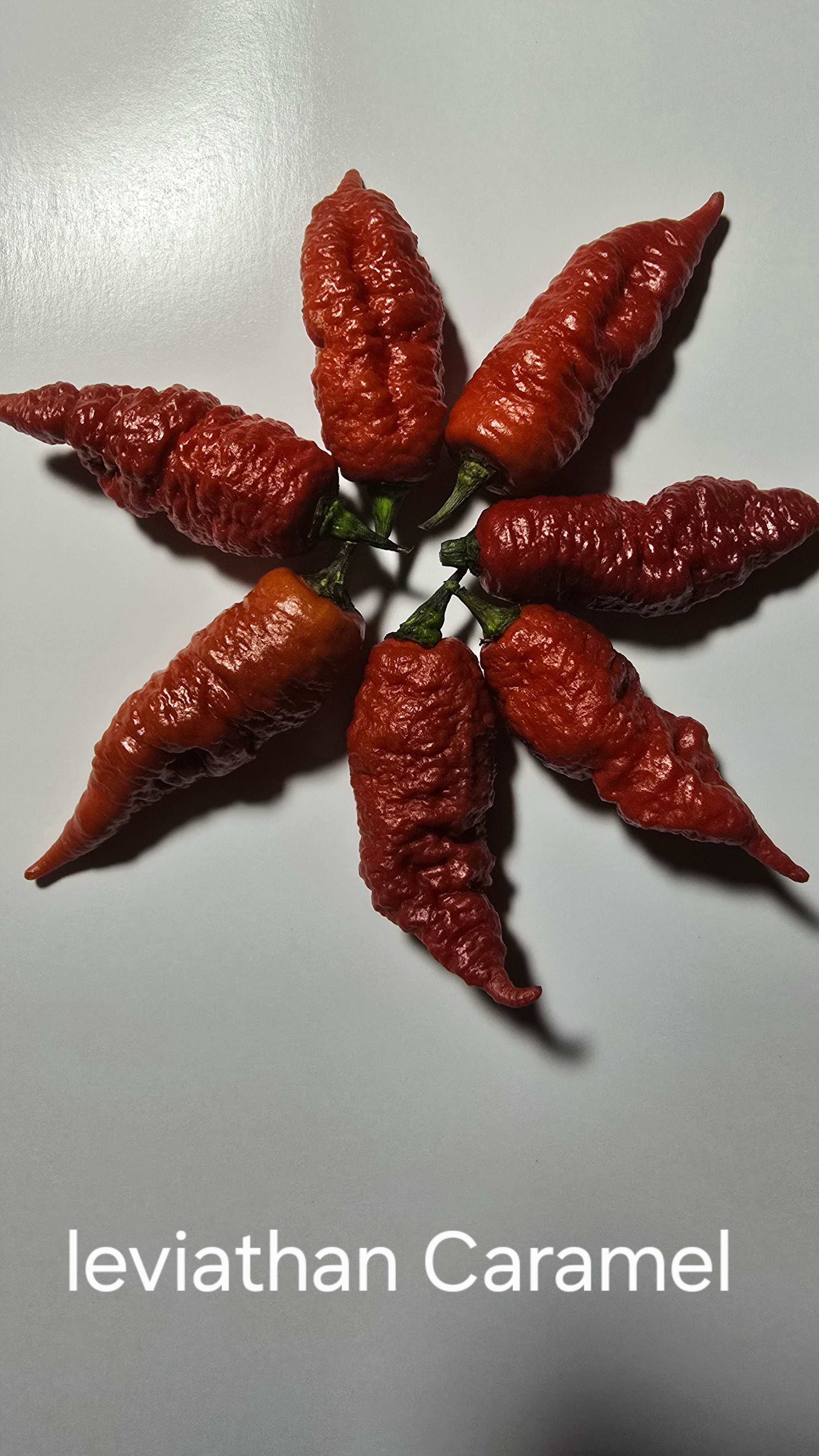 Leviathan gnarly caramel  10 seeds