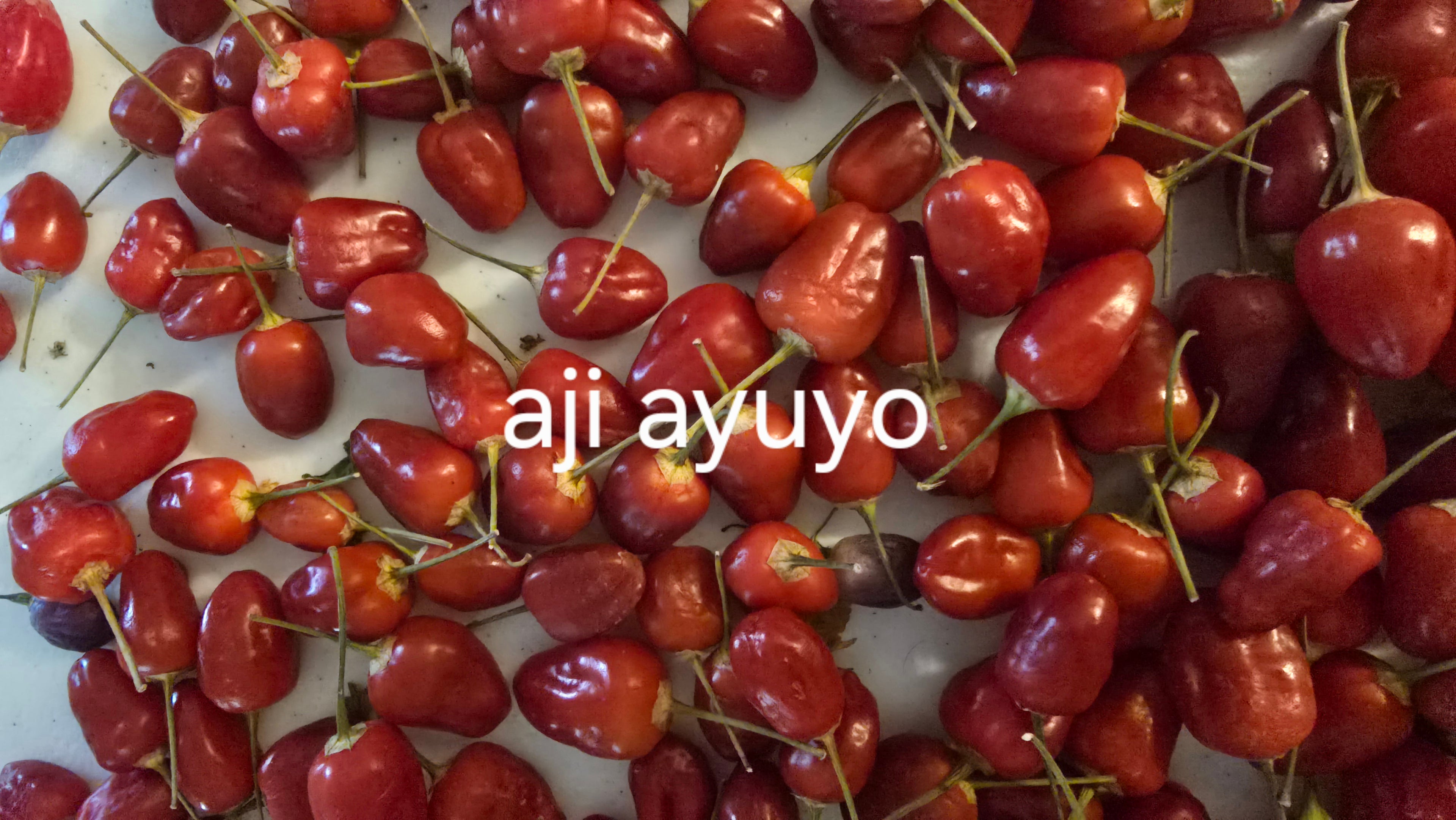 Aji ayuyo  10 seeds