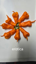 Erotica 12 seeds non isolated