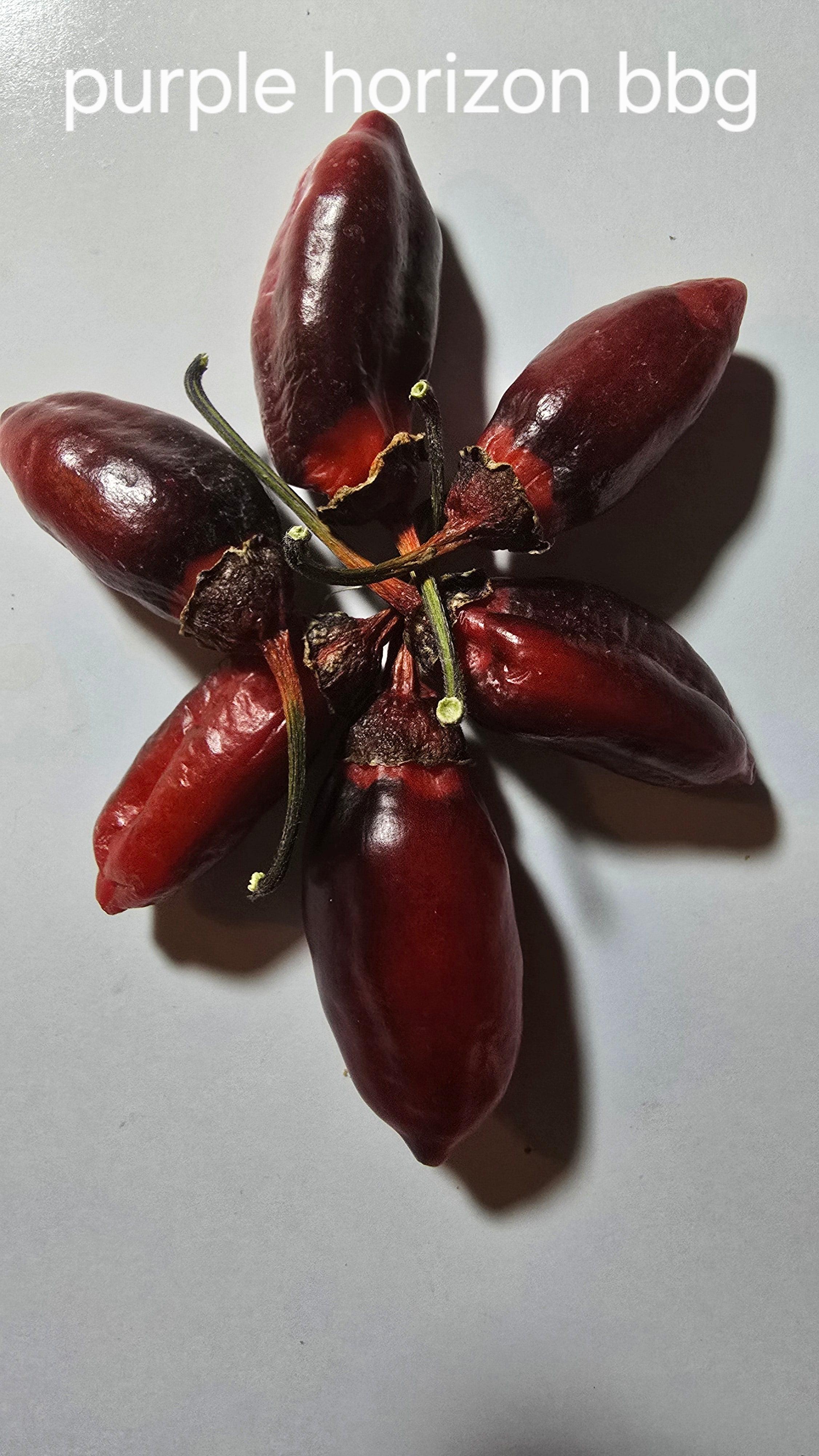 Purple horizon bbg