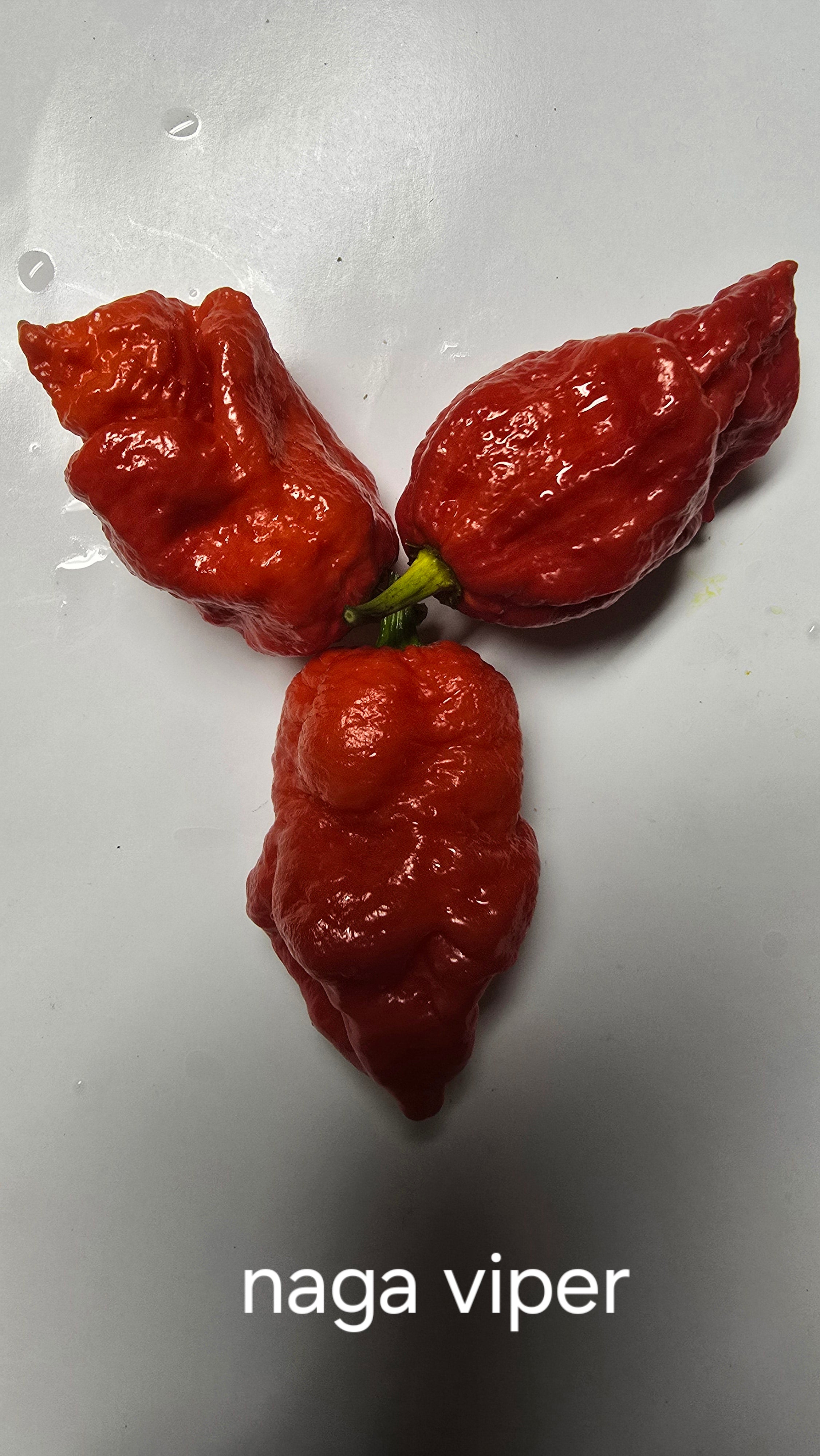 Naga viper. 10 seeds