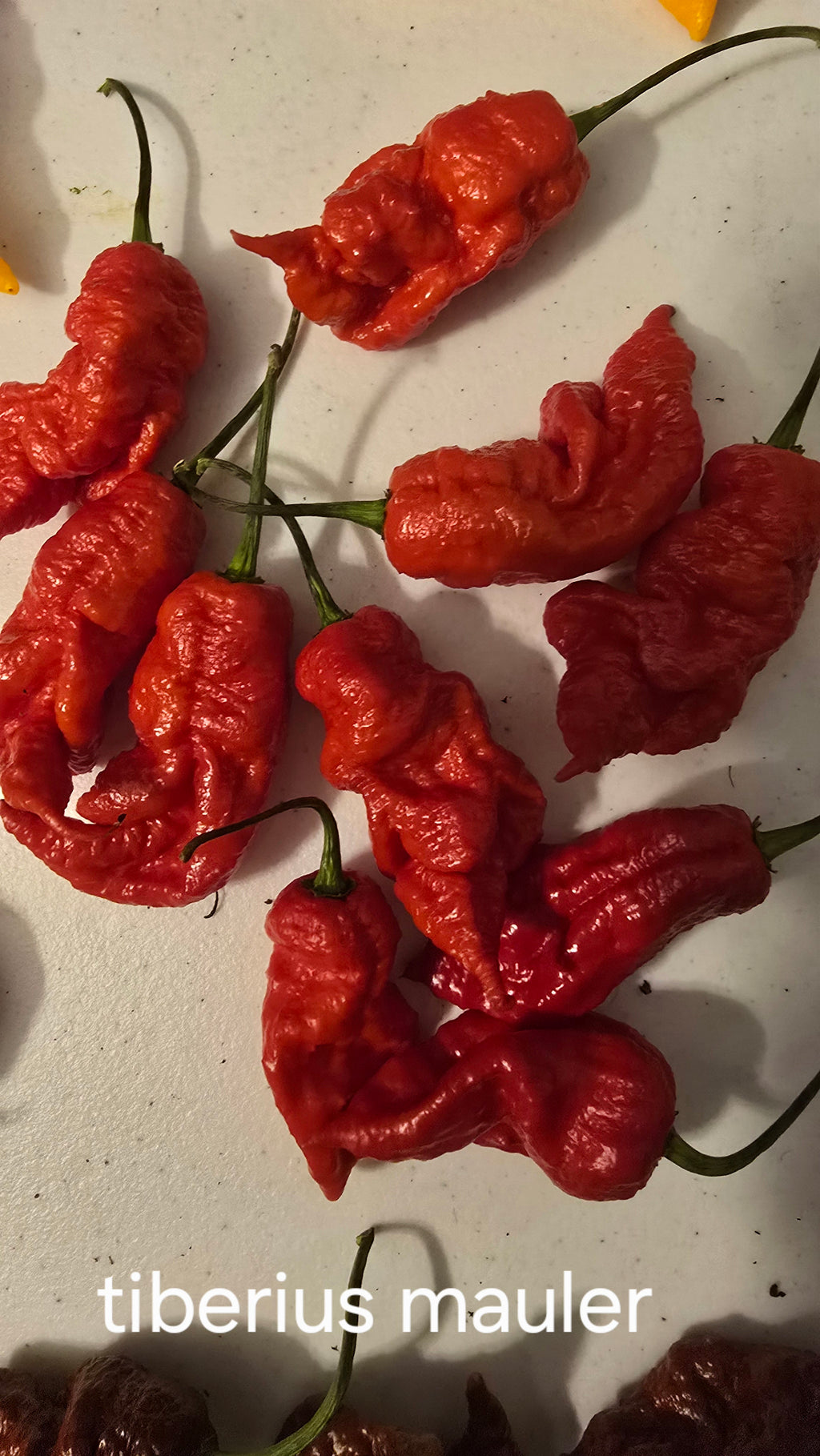 Tiberius mauler. 10 seeds