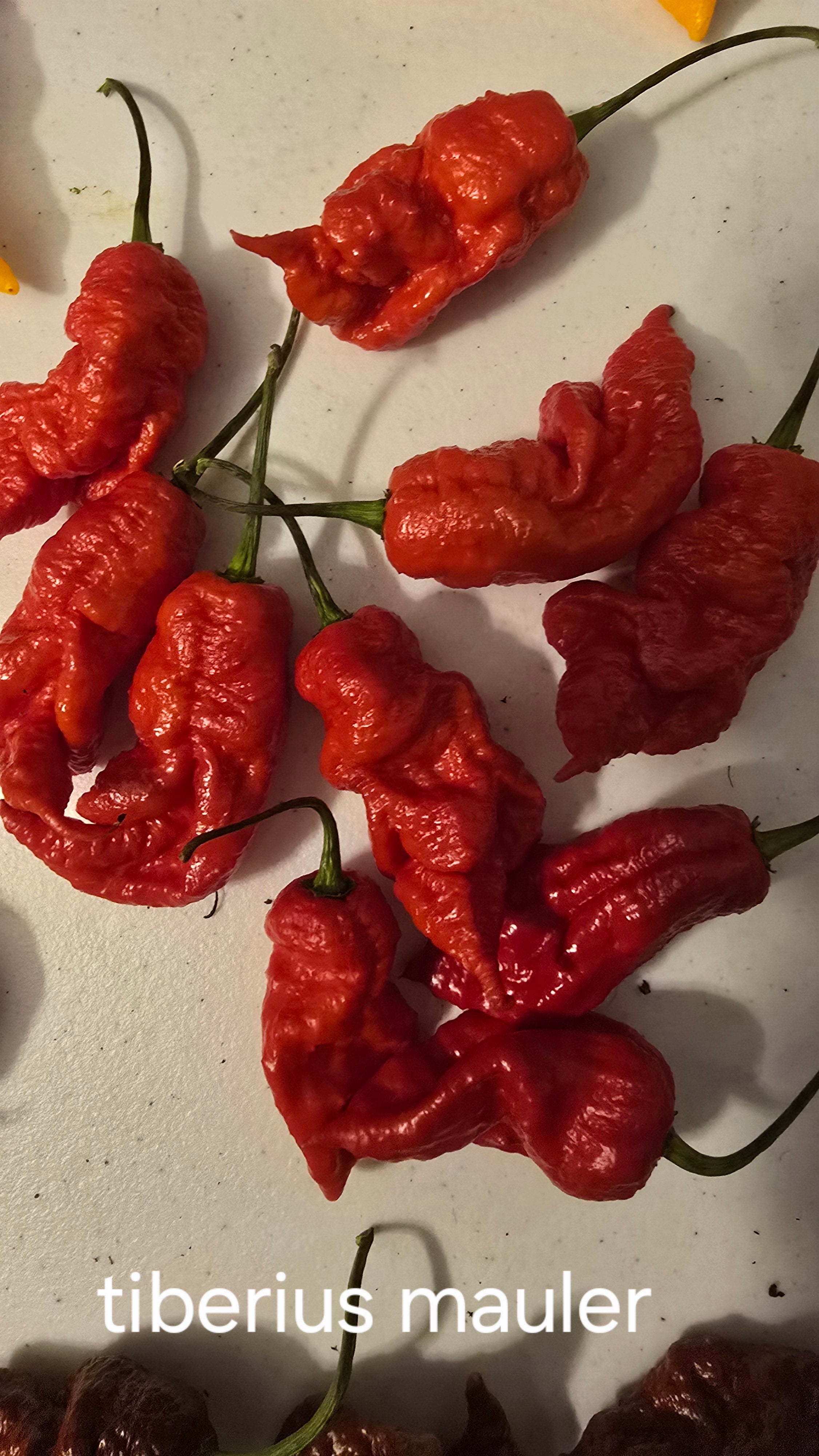 Tiberius mauler. 10 seeds