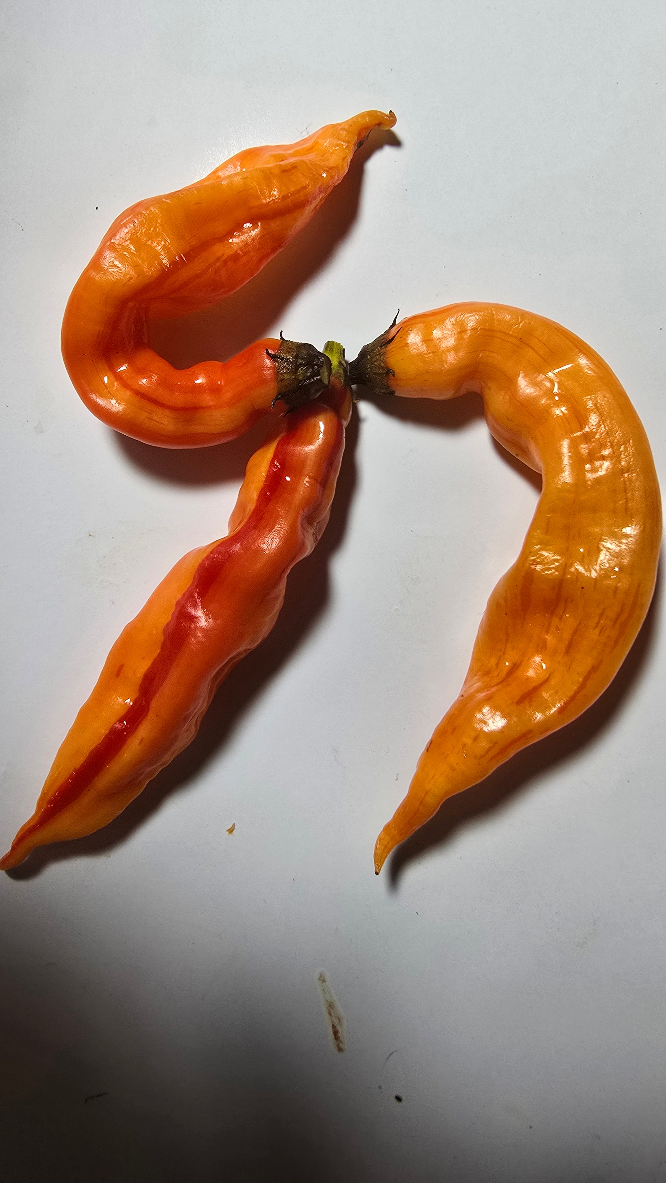 Sugar rush peach stripey  10 seeds