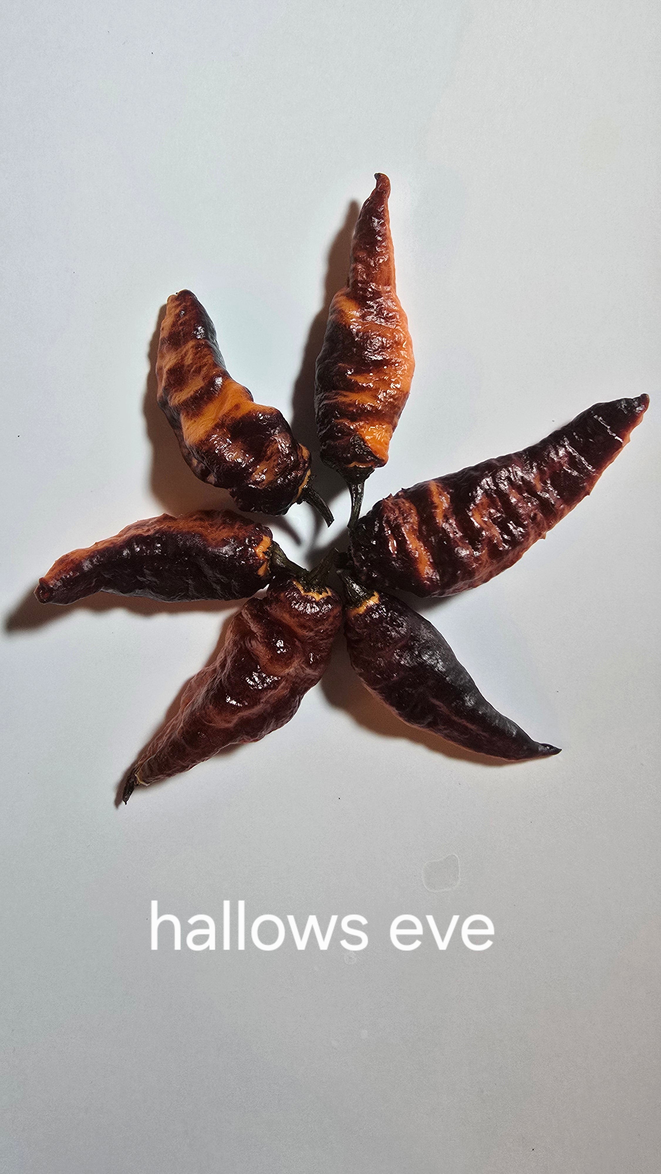 Hallows eve 10 seeds