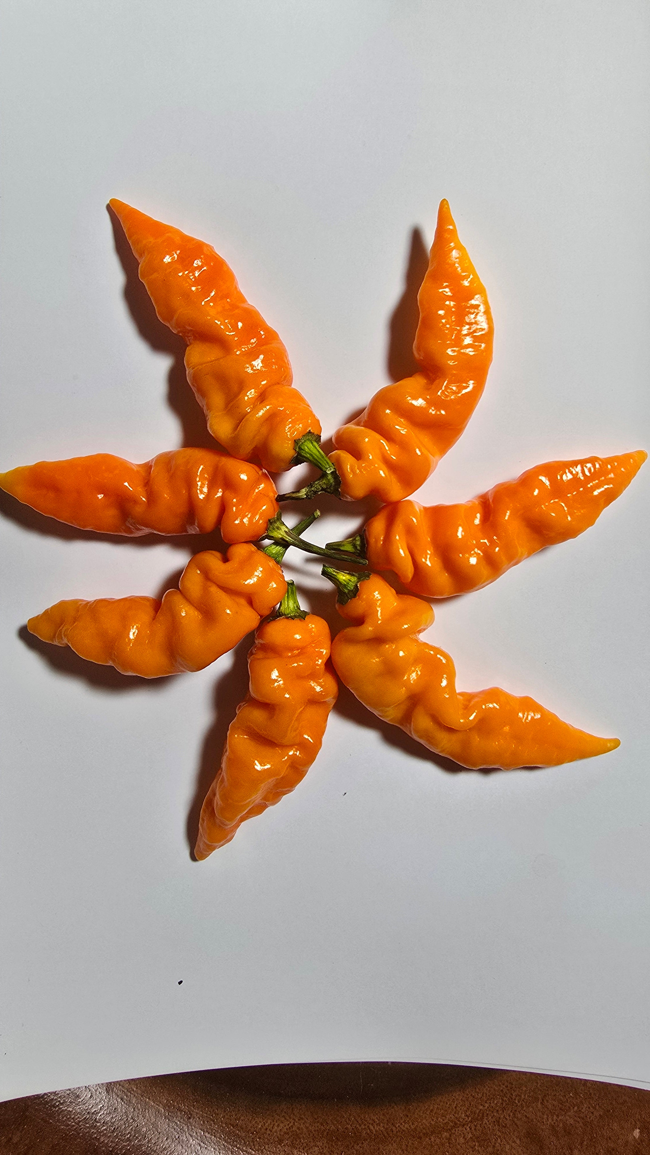 Orange ghost 10 seeds