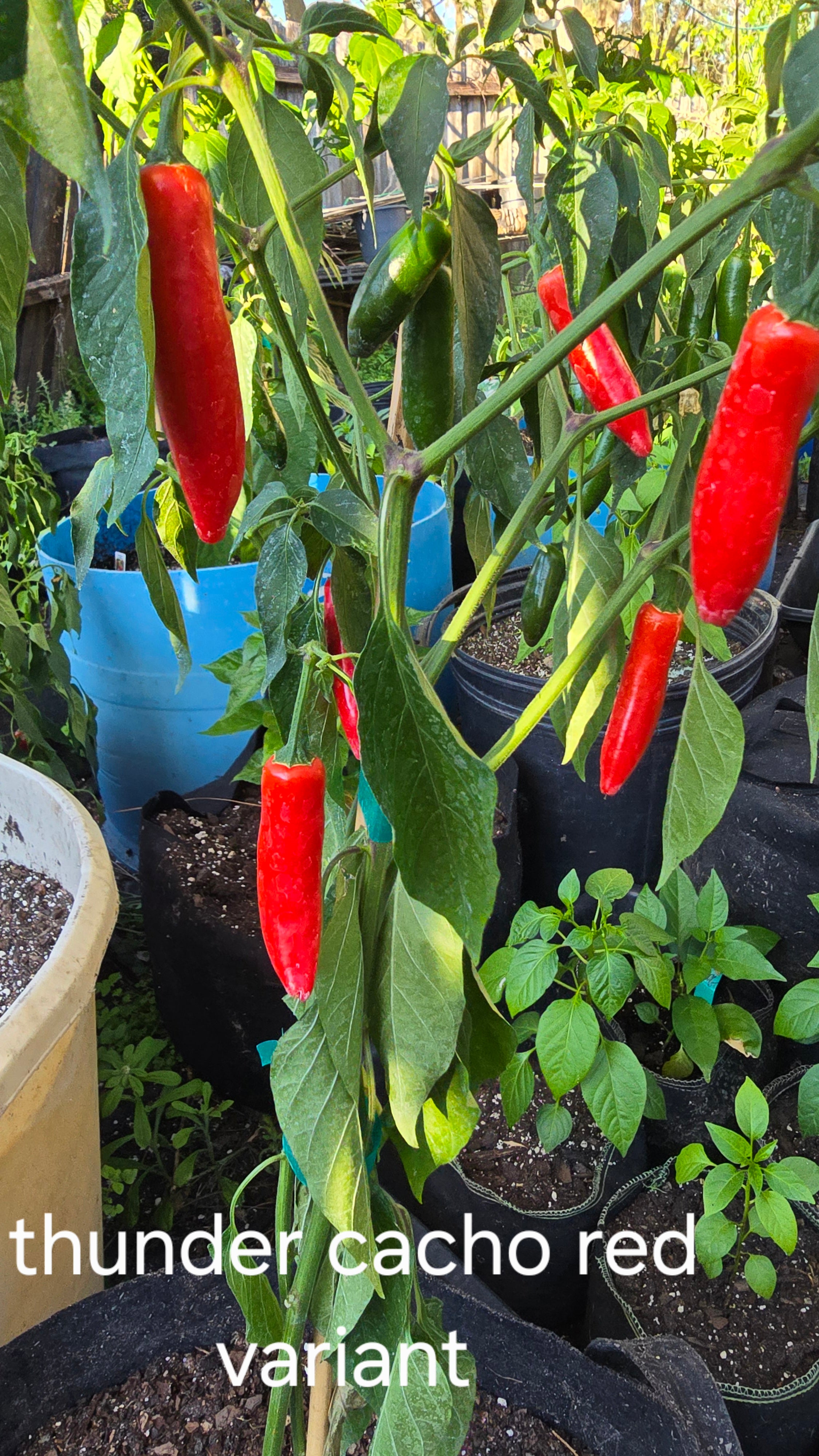 Thunder cacho red variant  10 seeds