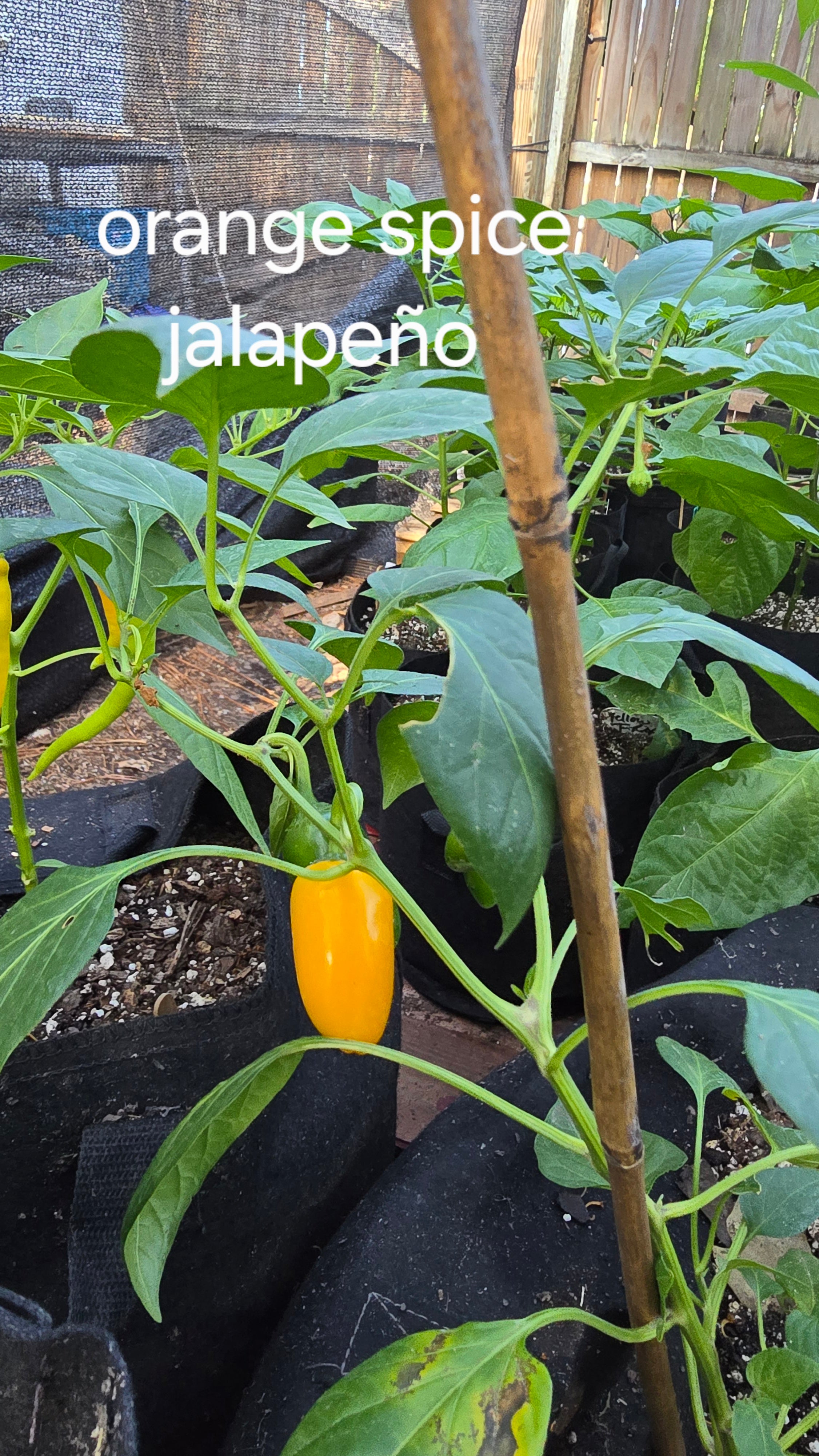 Orange spice jalapeño  10 seeds