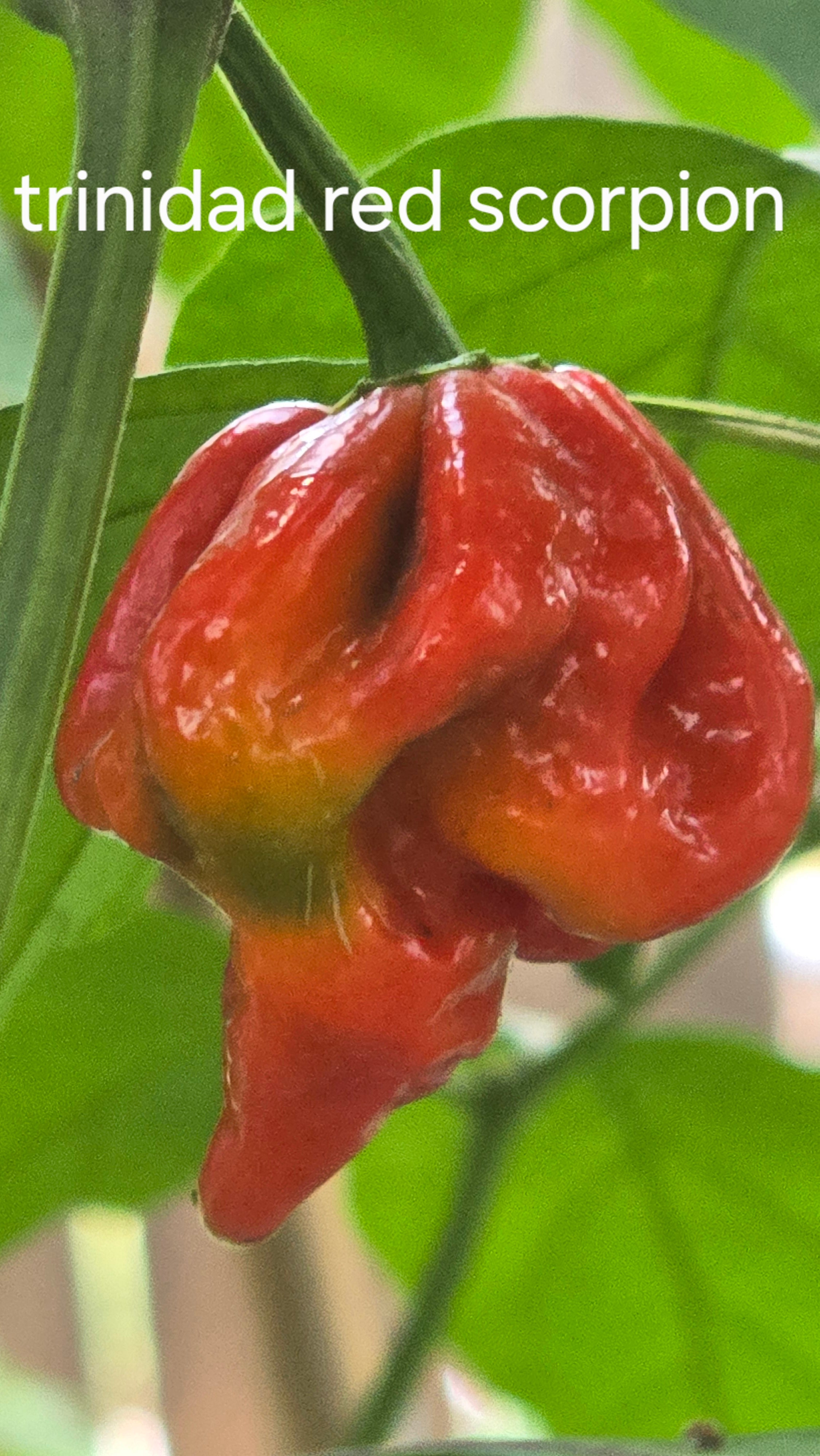 Red trinidad scorpion. 10 seeds