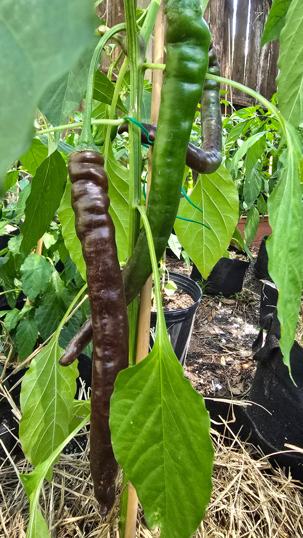 Thunder cacho brown xl  10 seeds