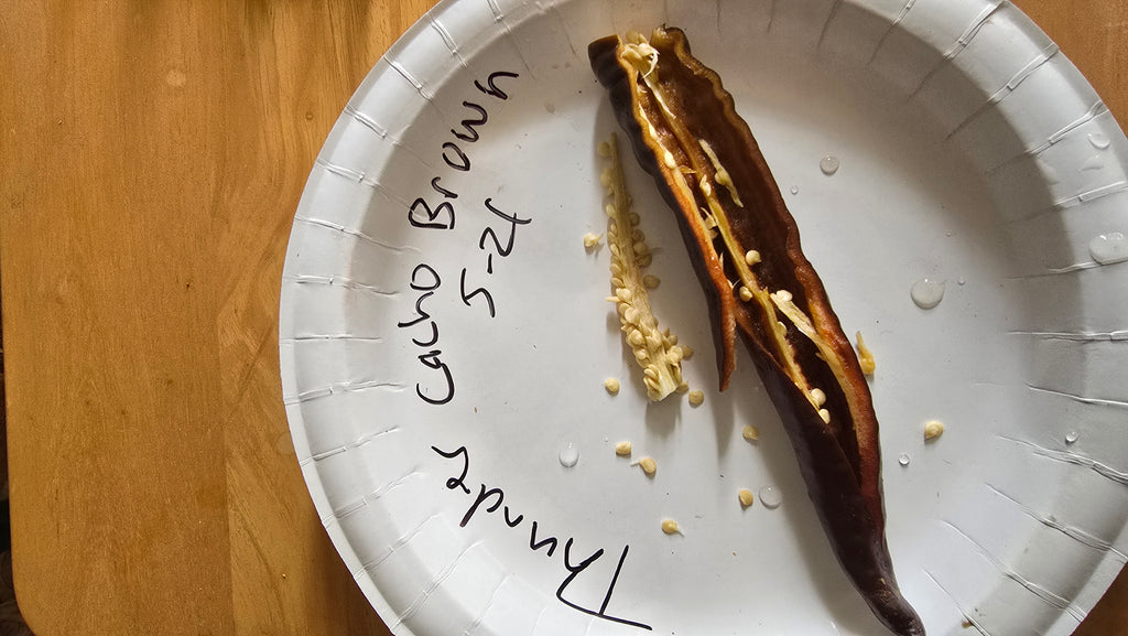 Thunder cacho brown xl  10 seeds