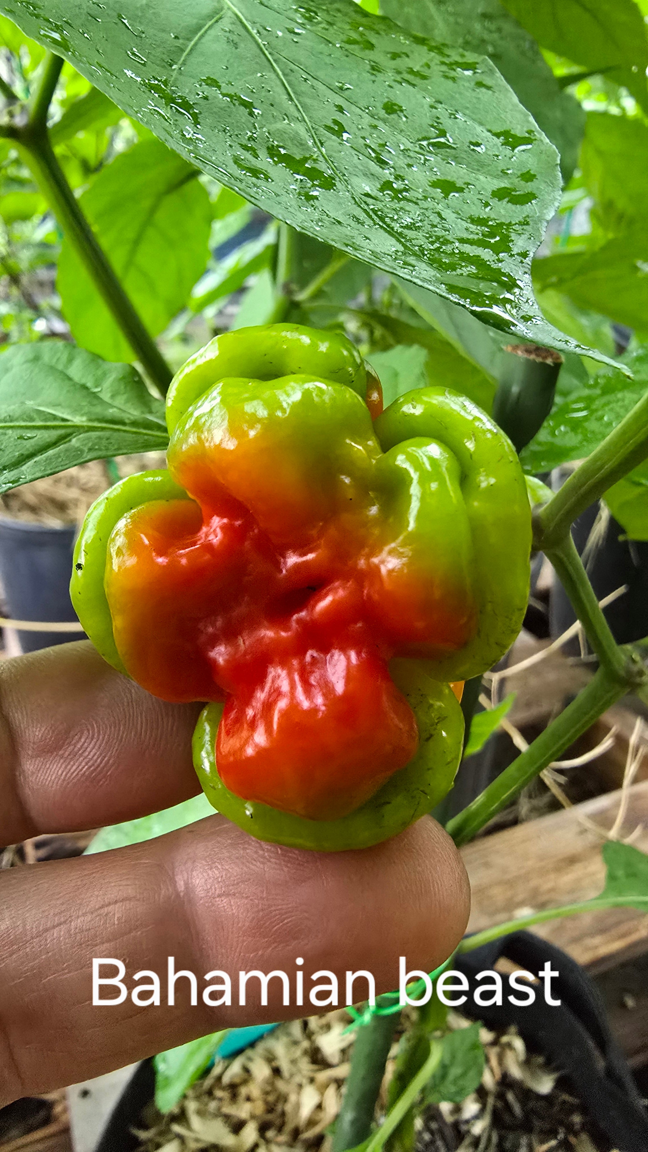 Bahamian beast. 10 seeds