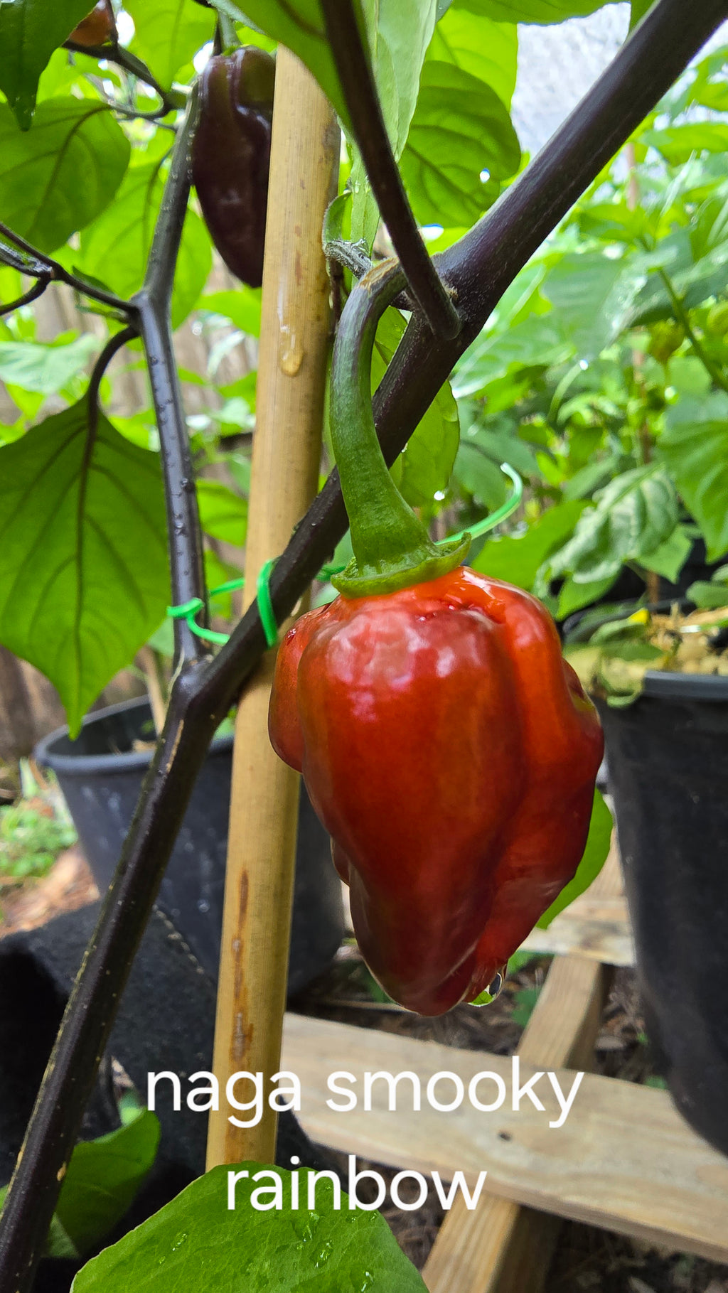 Naga smooky rainbow. 10 seeds