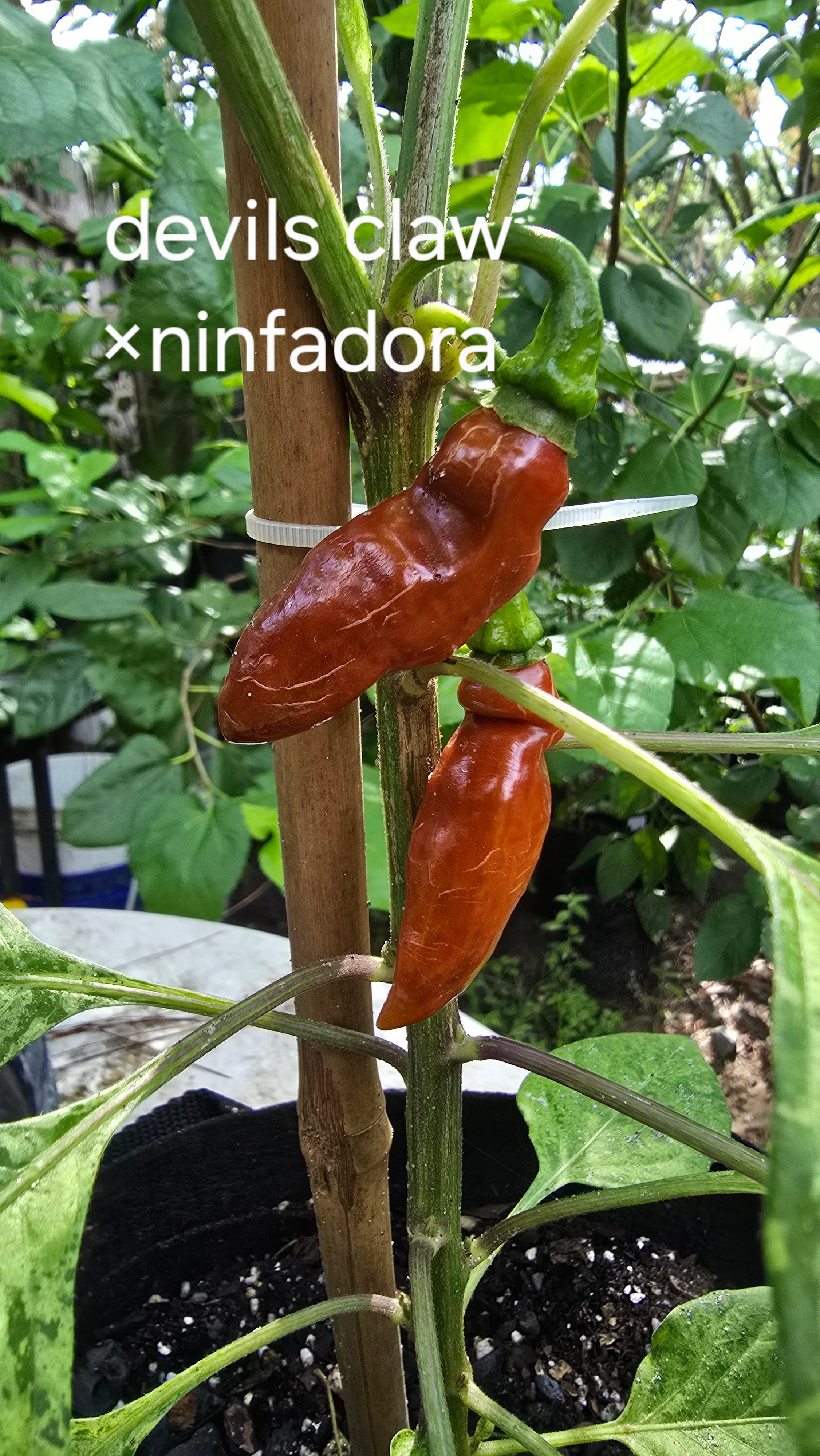 Devils claw × ninfadora 10 seeds