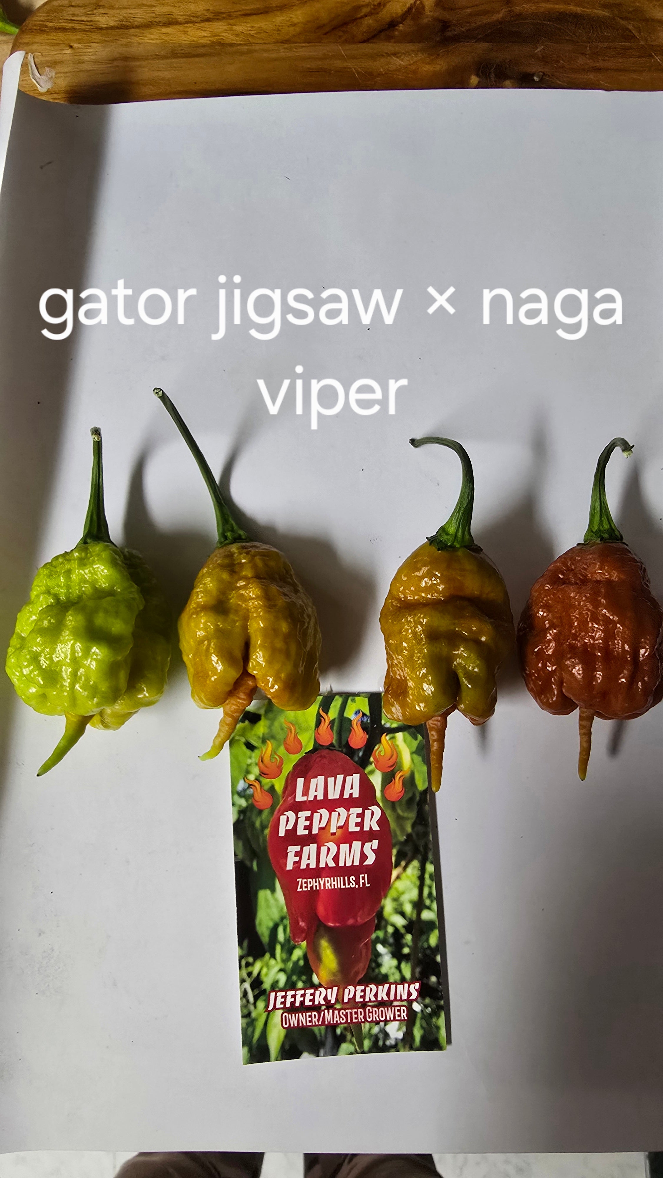 Gator jigsaw × naga viper  10 seeds