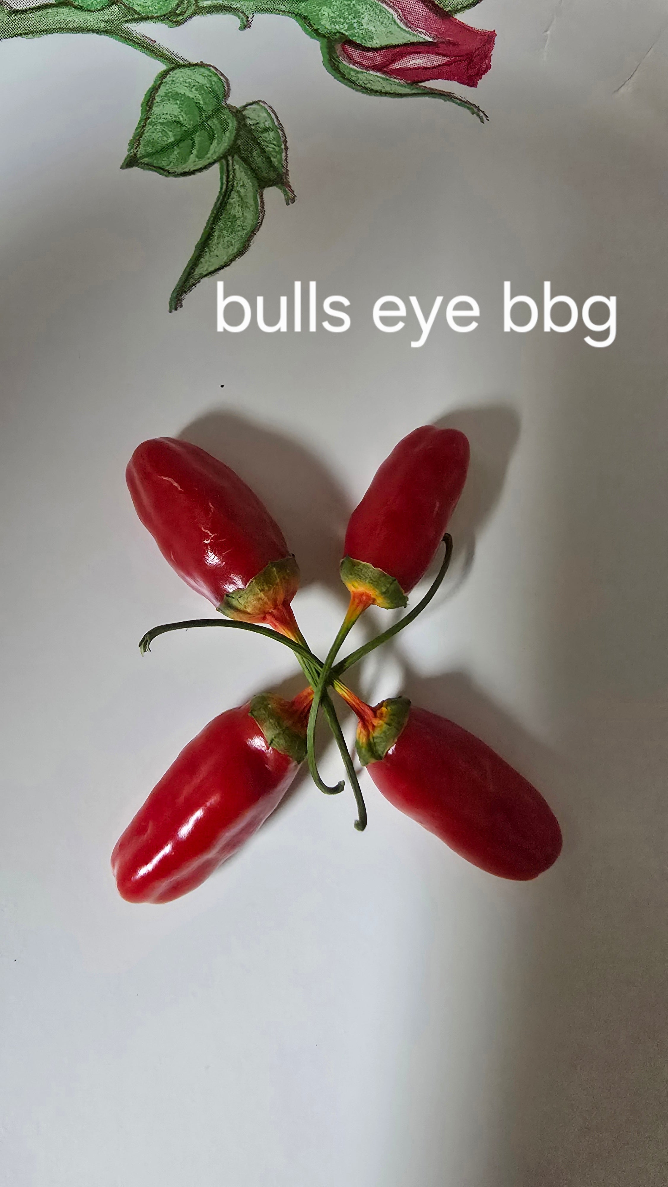 Bulls eye bbg  10 seeds