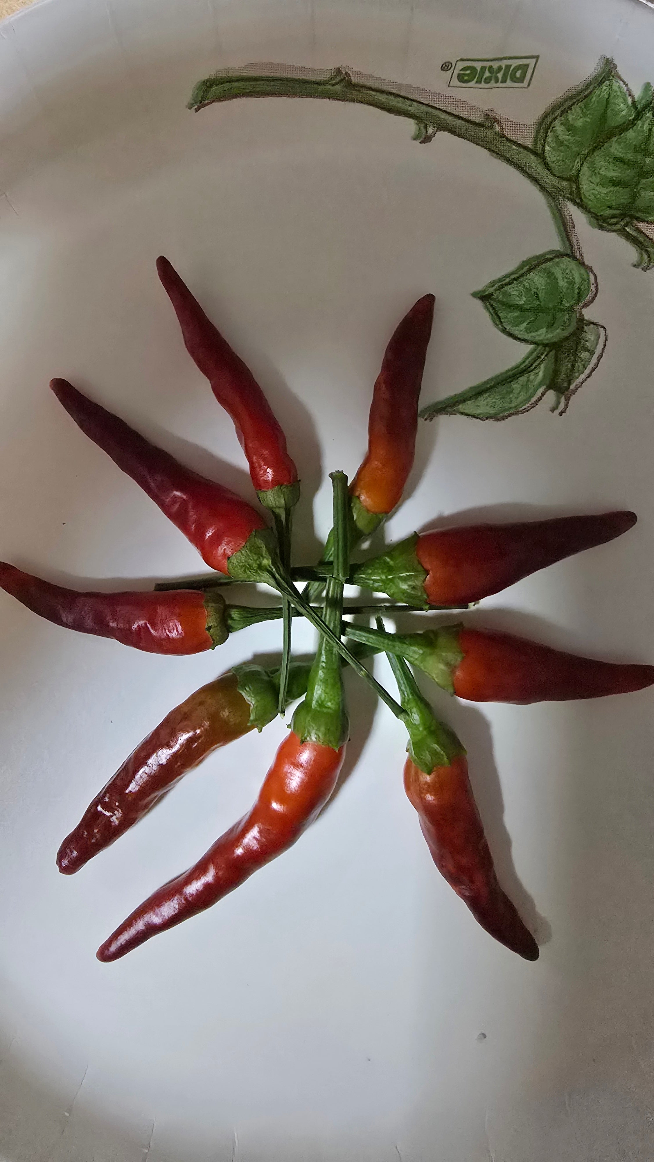 Dark rios lava. 10 seeds