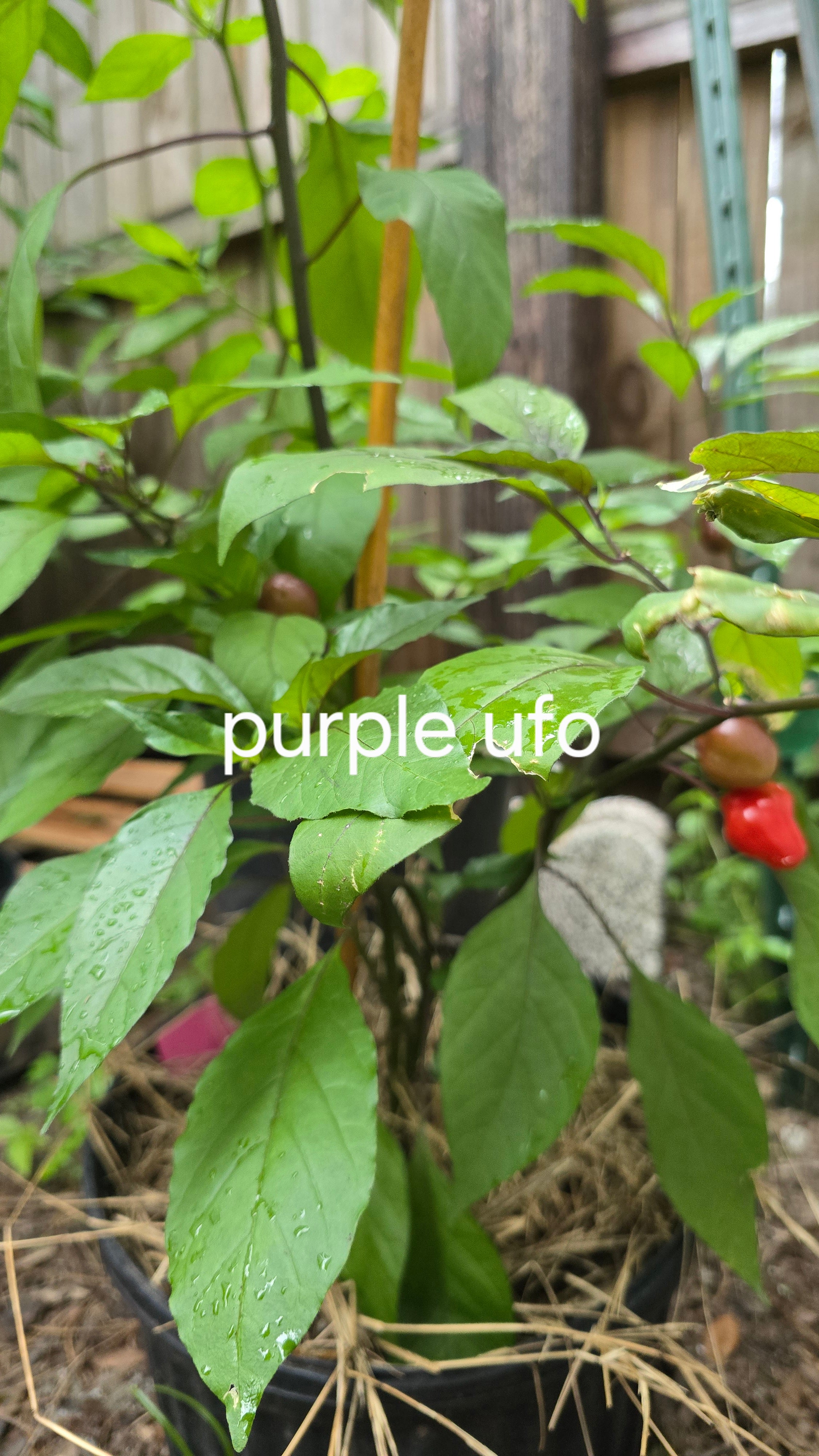Purple ufo. 10 seeds